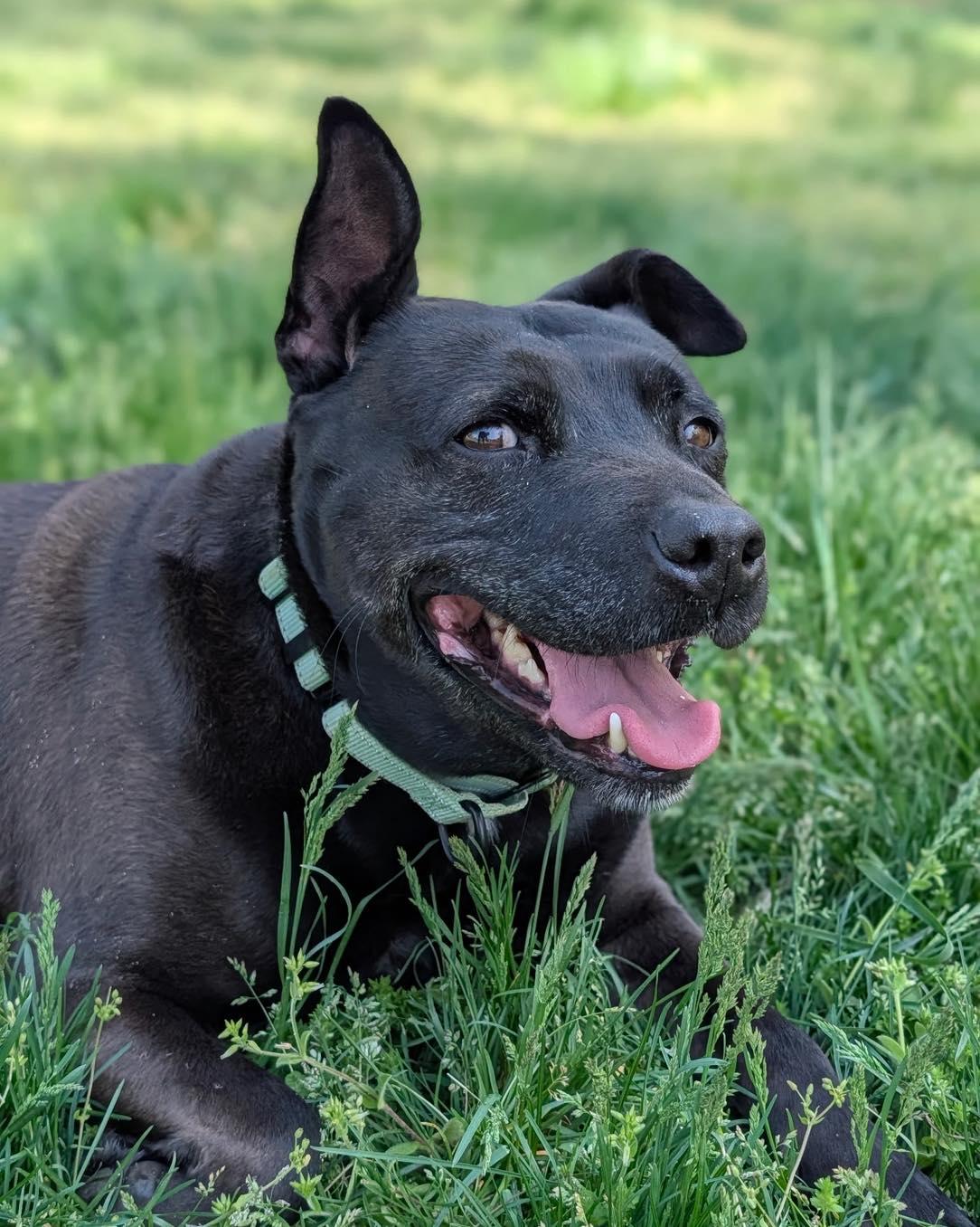 Enlarge Spike, a Adoptable mixed breed in Orange, VA image 1/6