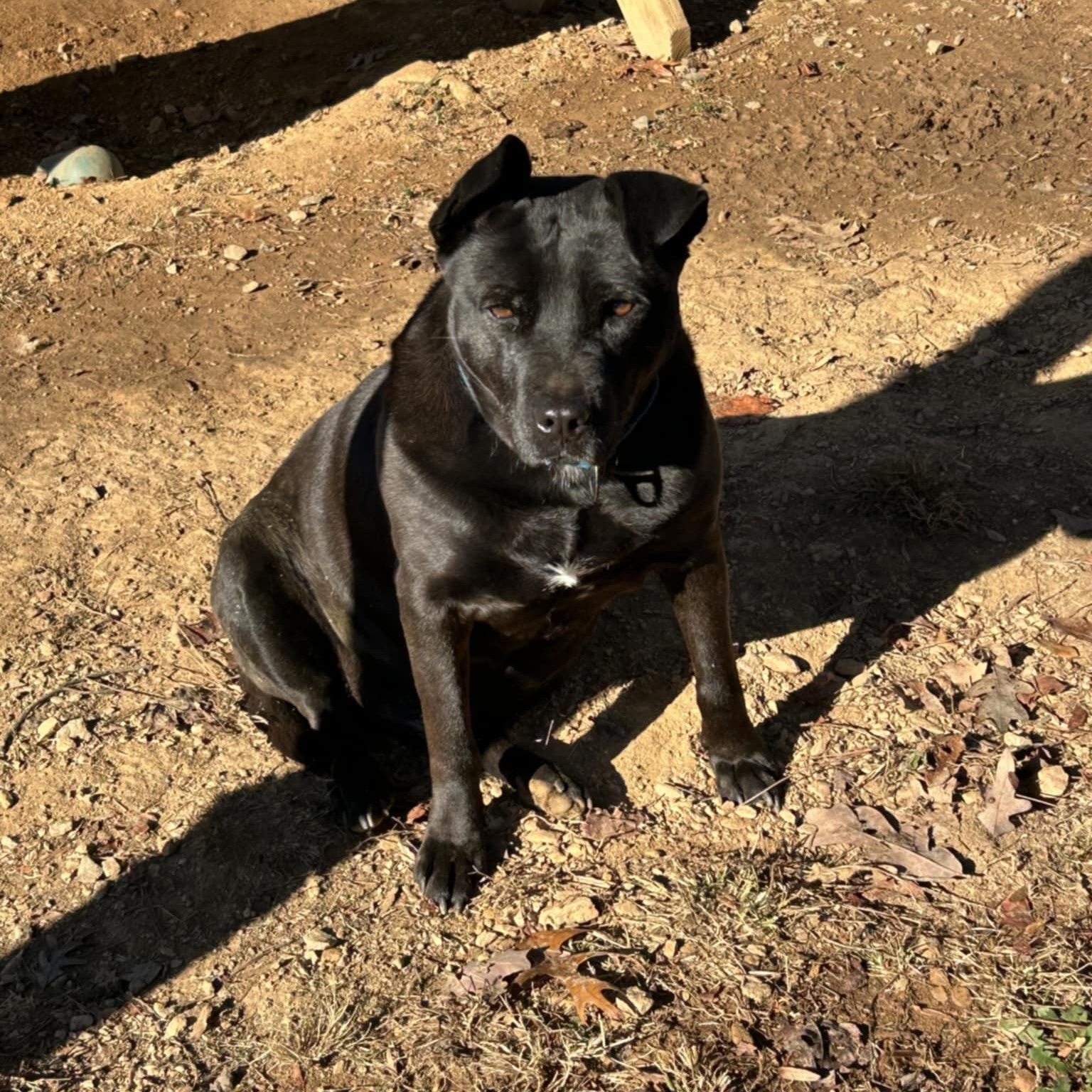 Spike, a Adoptable mixed breed in Orange, VA image 2/5