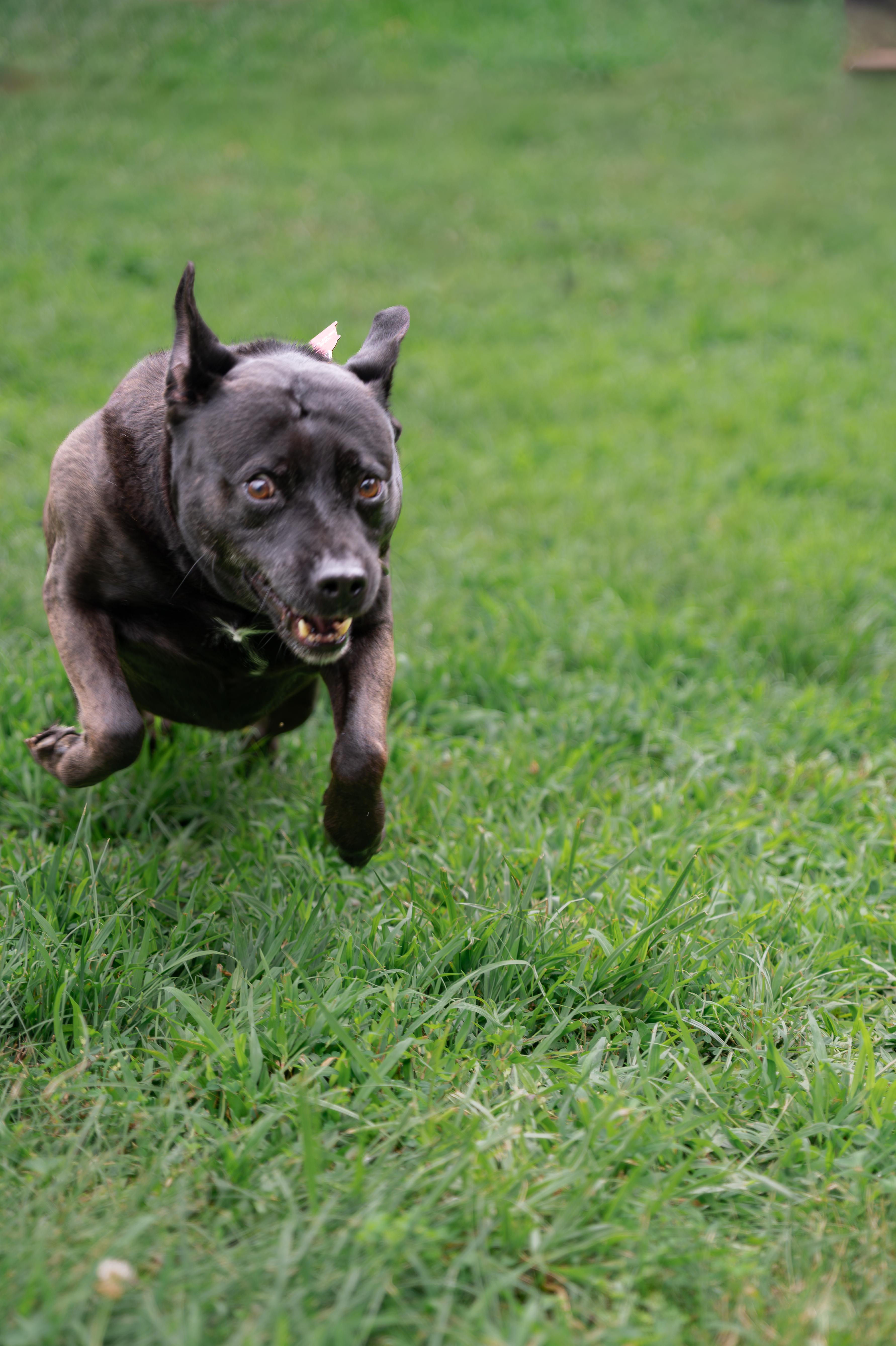 Enlarge Spike, a Adoptable mixed breed in Orange, VA image 5/5