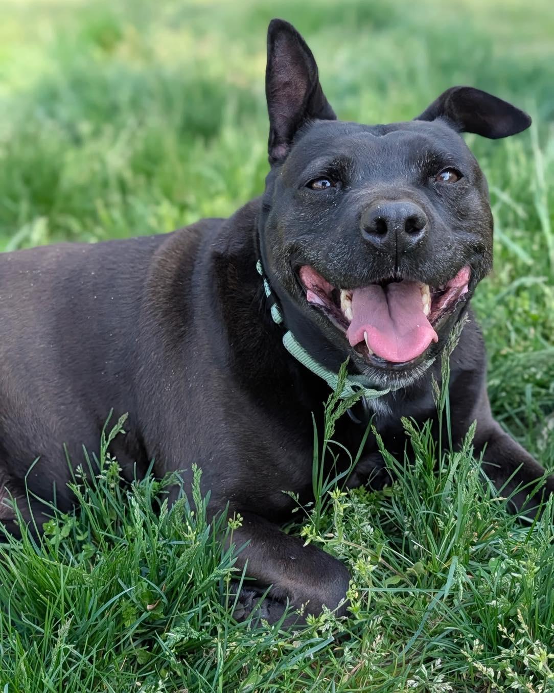 Enlarge Spike, a Adoptable mixed breed in Orange, VA image 3/6
