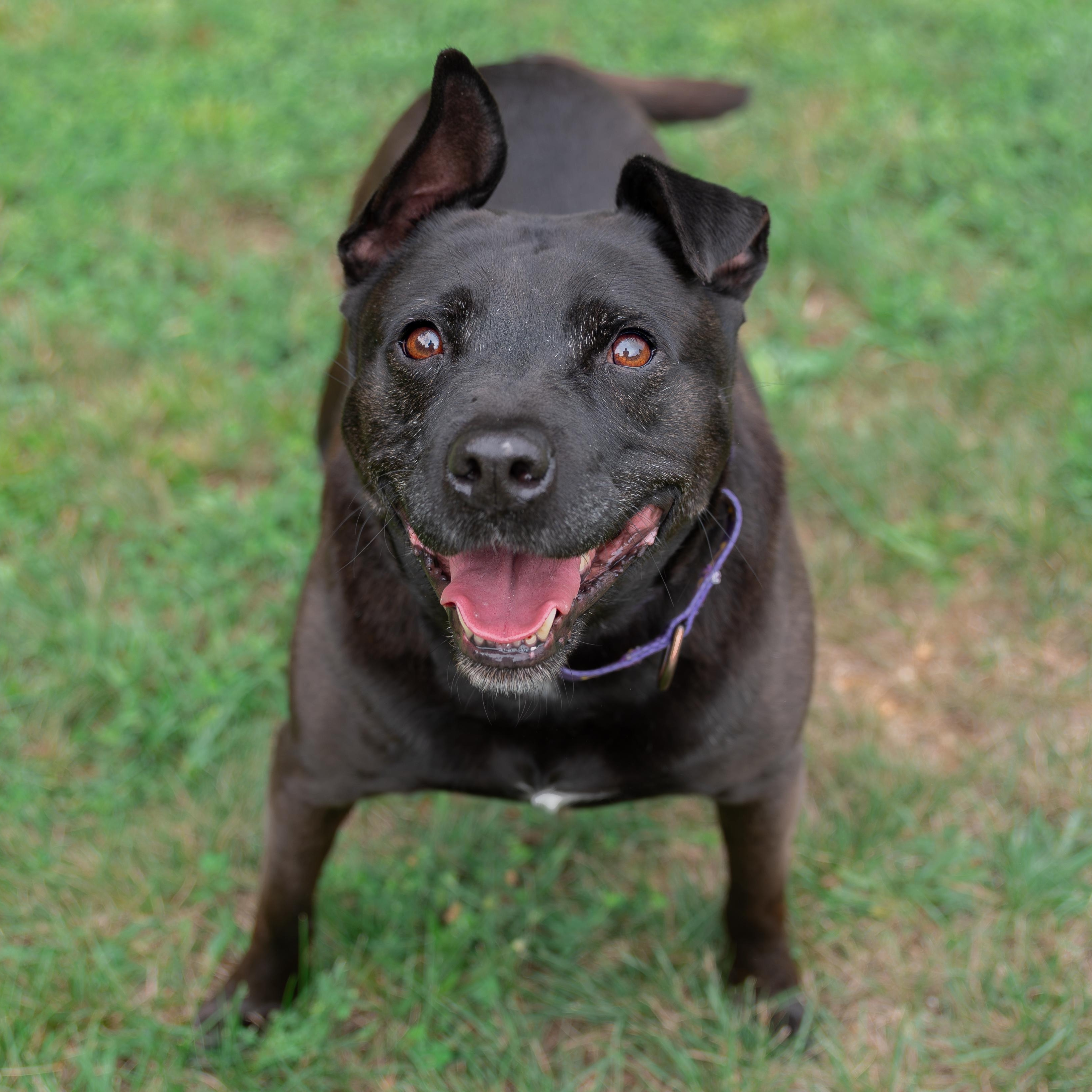 Enlarge Spike, a Adoptable mixed breed in Orange, VA image 4/5