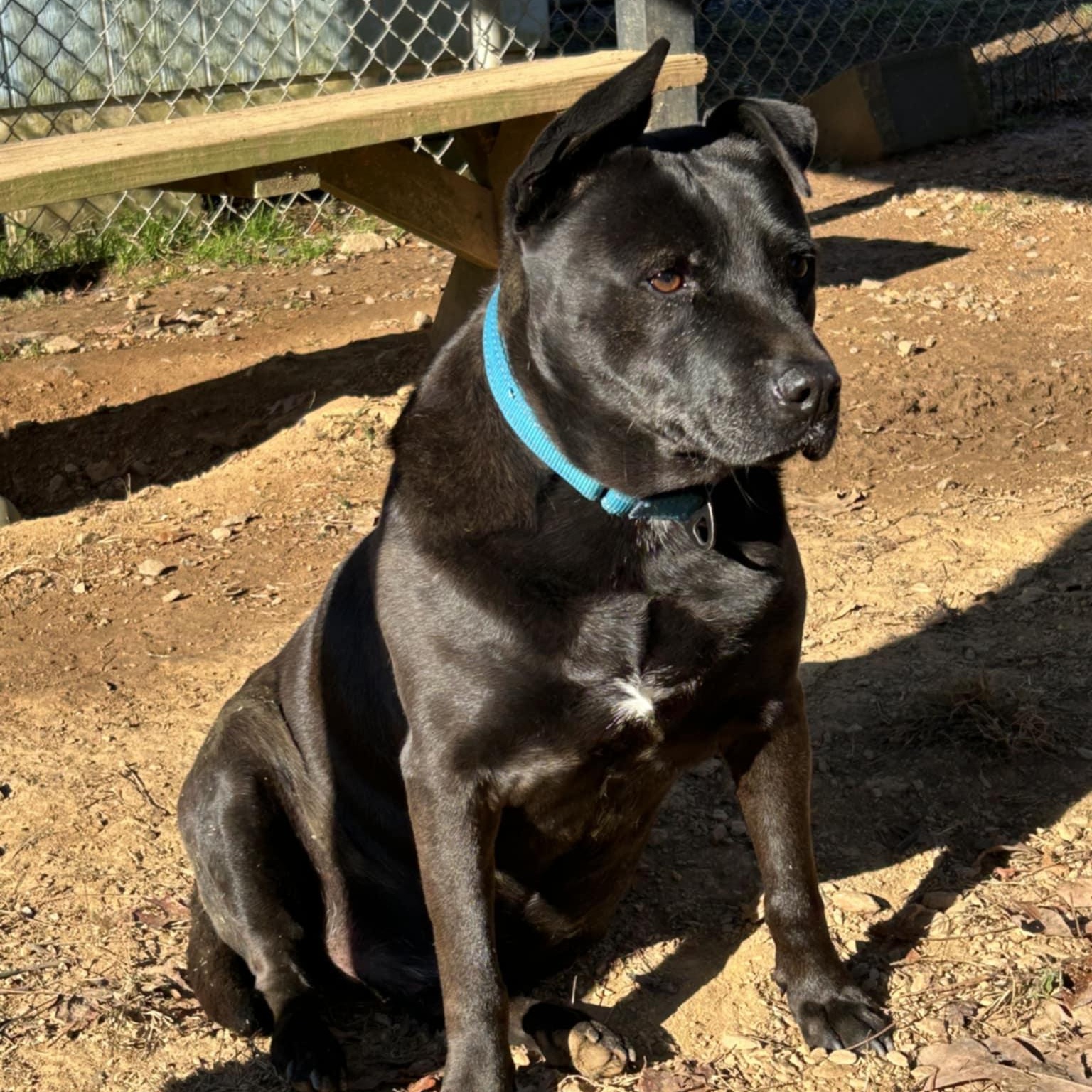 Spike, a Adoptable mixed breed in Orange, VA image 1/5