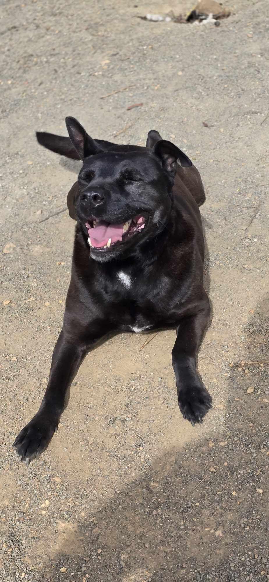 Spike, a Adoptable mixed breed in Orange, VA image 5/5