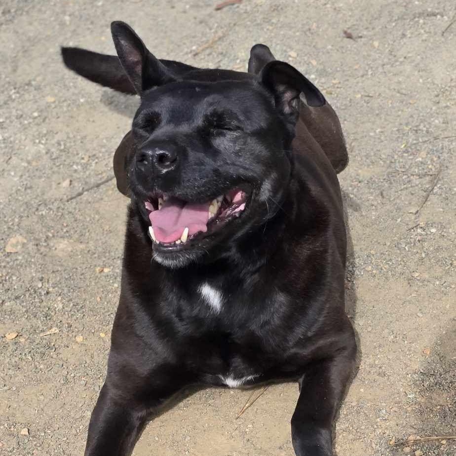 Enlarge Spike, a Adoptable mixed breed in Orange, VA image 5/5