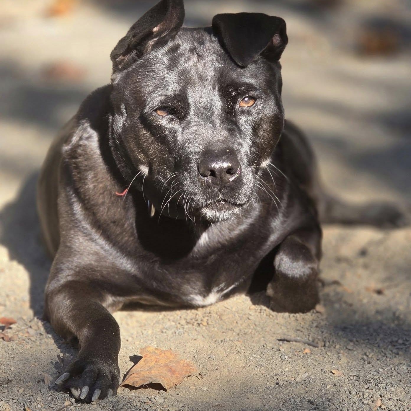 Enlarge Spike, a Adoptable mixed breed in Orange, VA image 1/5