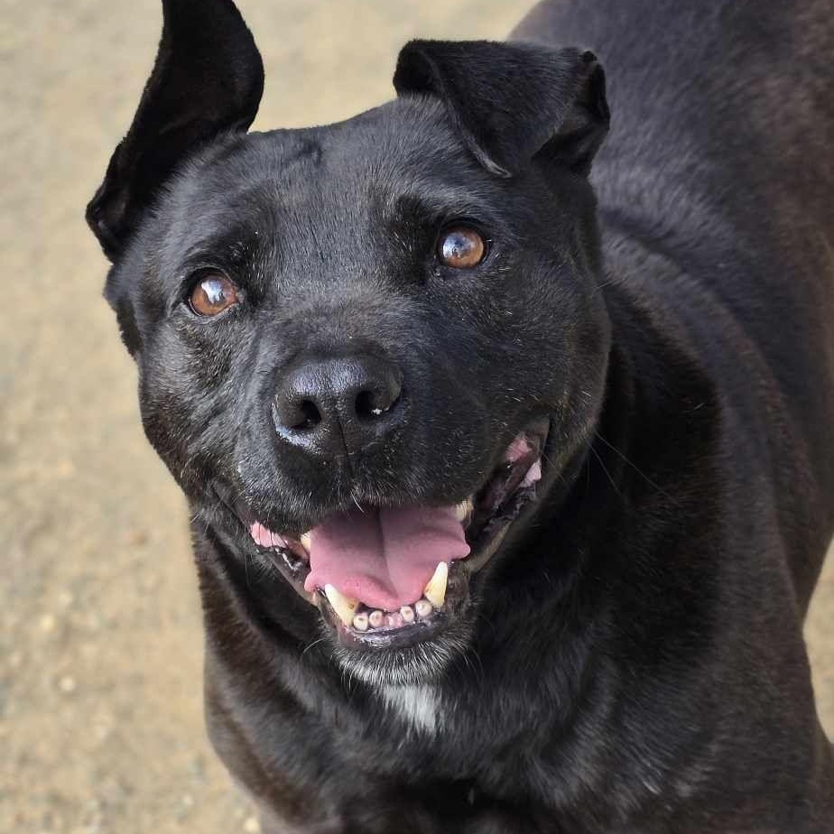 Spike, a Adoptable mixed breed in Orange, VA image 4/5