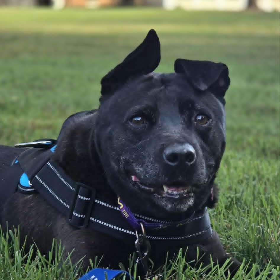 Spike, Adoptable, Adult Male Shepherd.