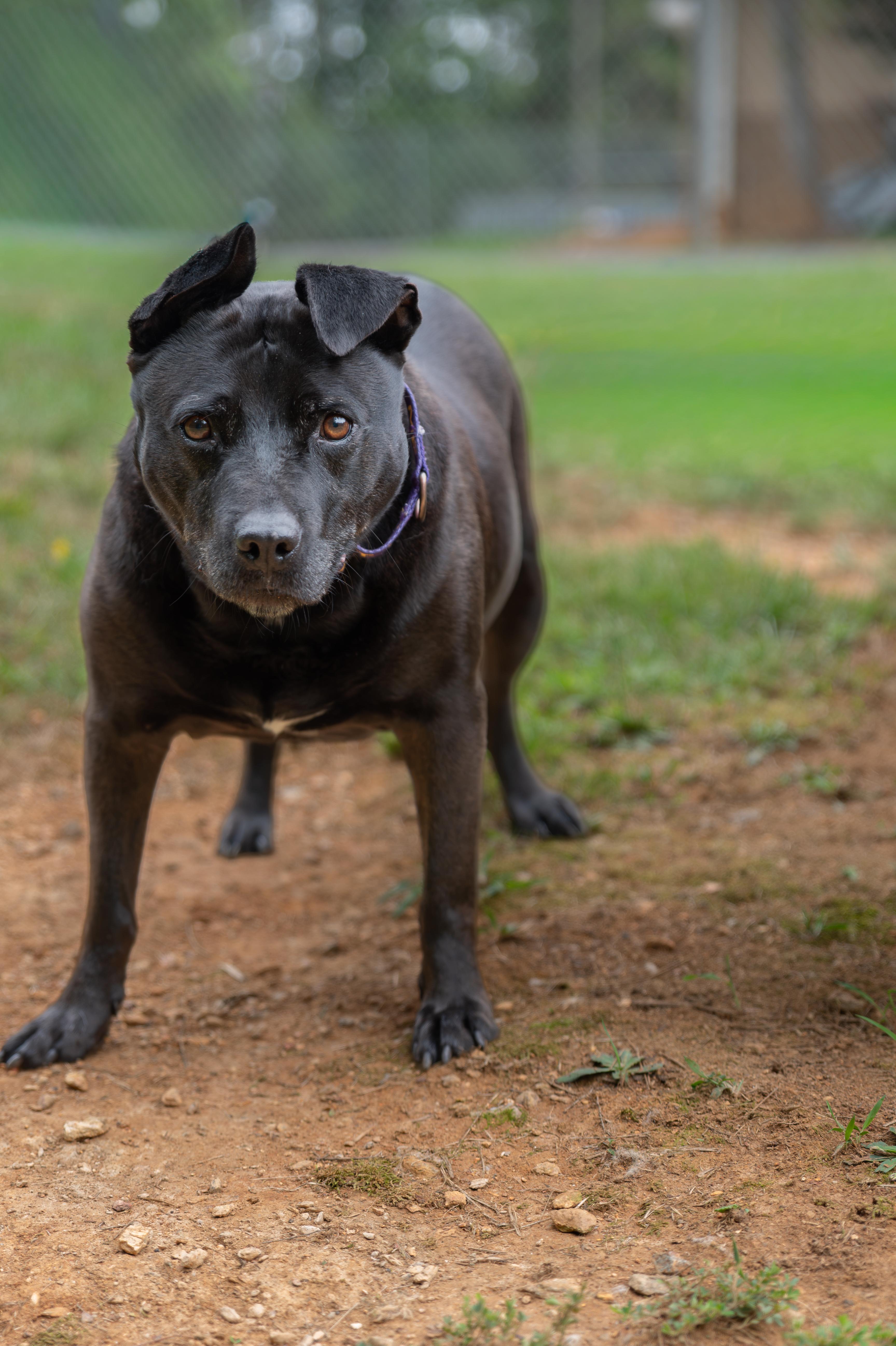 Enlarge Spike, a Adoptable mixed breed in Orange, VA image 3/5