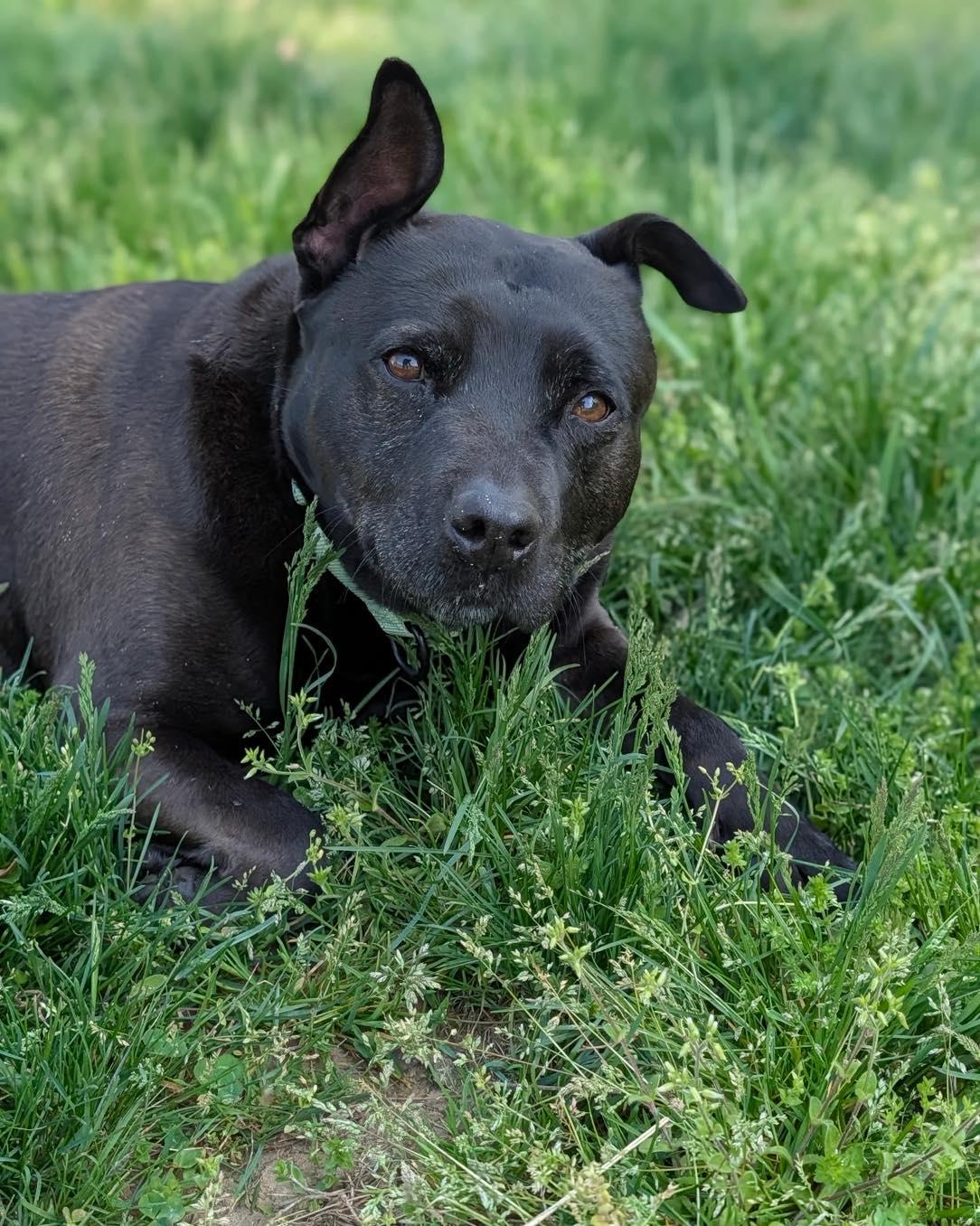 Enlarge Spike, a Adoptable mixed breed in Orange, VA image 2/6