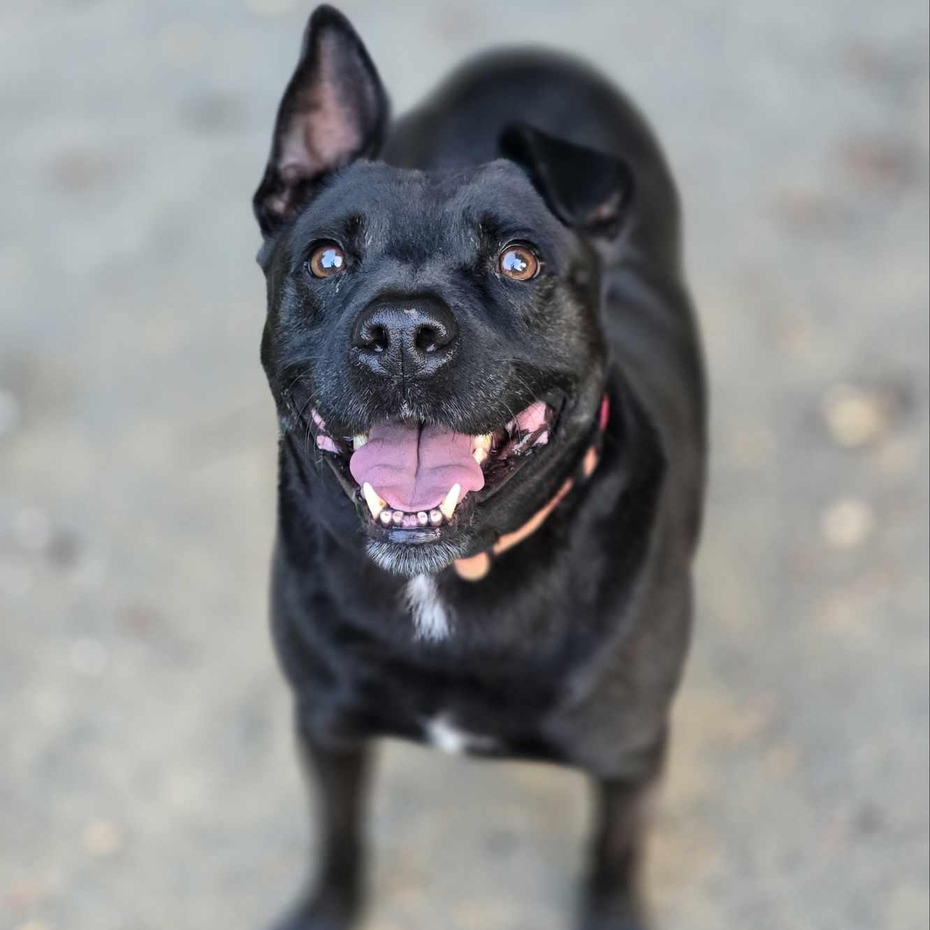 Spike, Adoptable, Adult Male Shepherd.