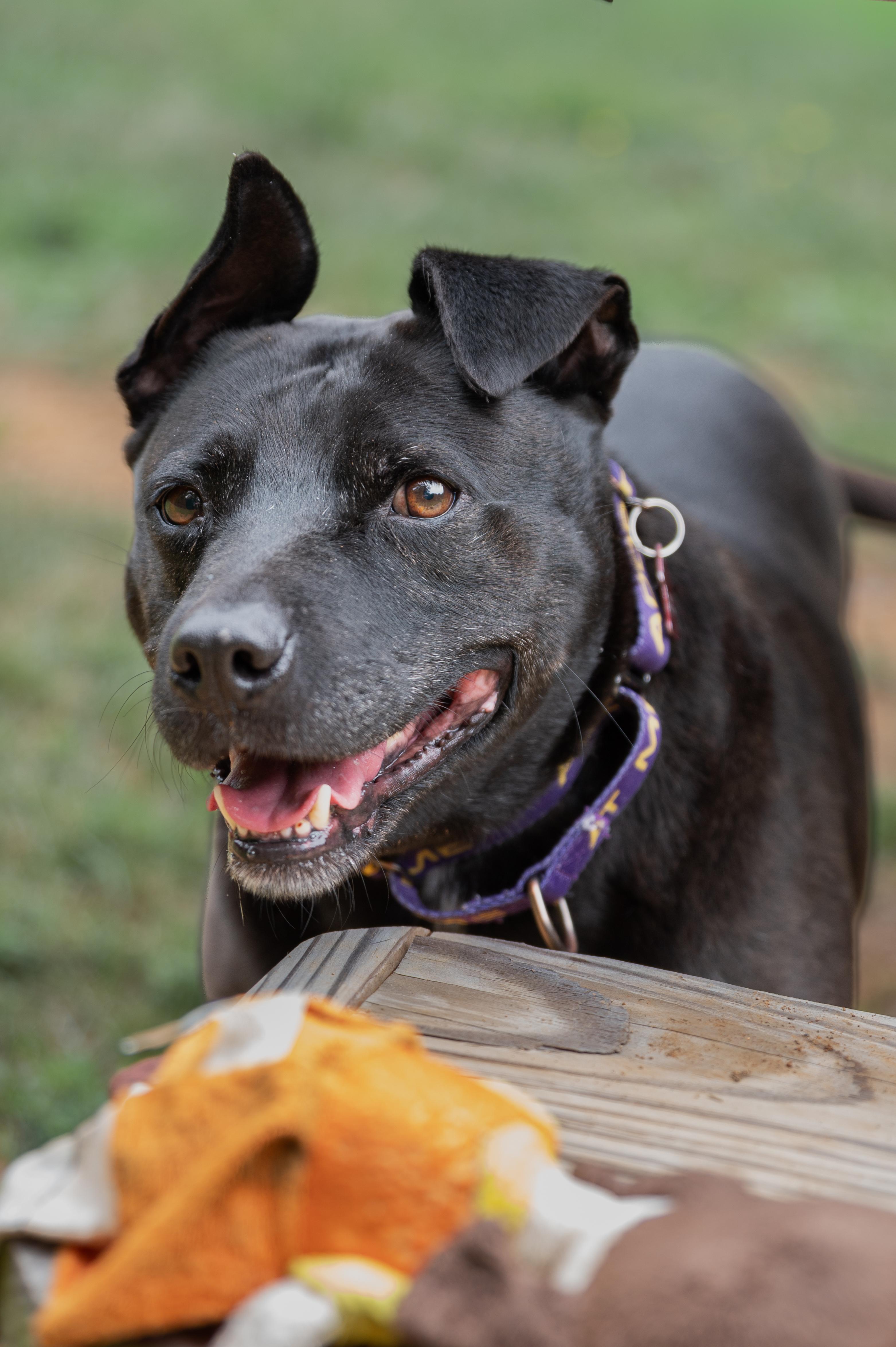 Enlarge Spike, a Adoptable mixed breed in Orange, VA image 2/5
