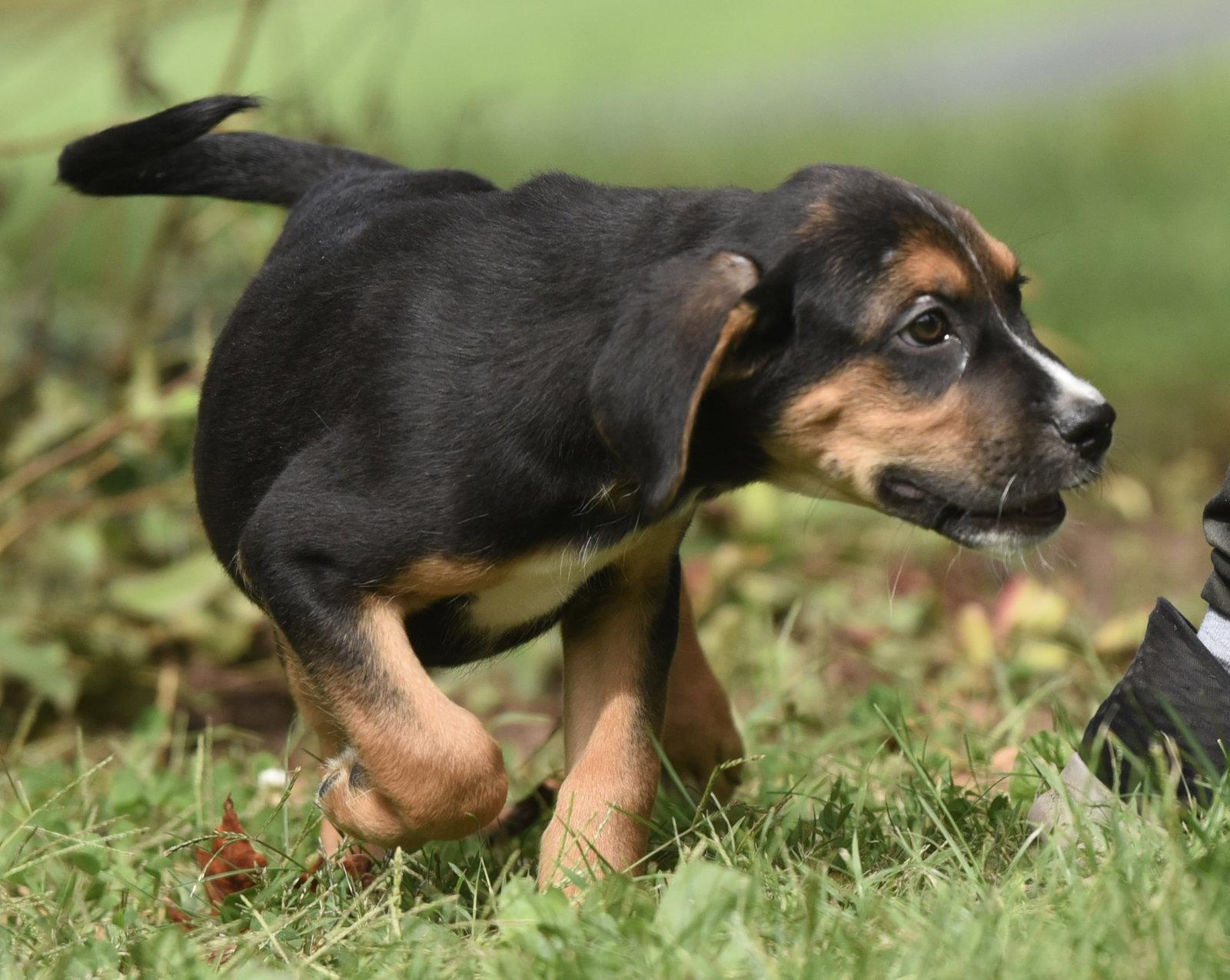 Enlarge Liam, a Adoptable mixed breed in Mechanicsburg, PA image 1/3