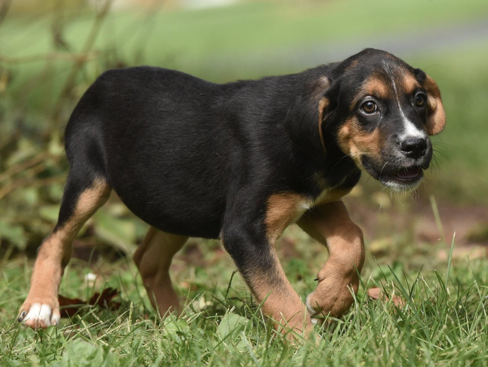 Enlarge Liam, a Adoptable mixed breed in Mechanicsburg, PA image 2/3