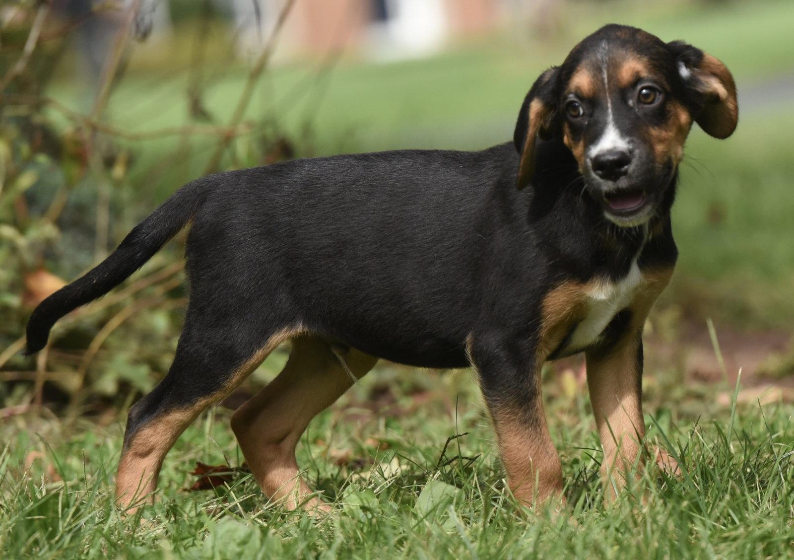 Enlarge Liam, a Adoptable mixed breed in Mechanicsburg, PA image 3/3