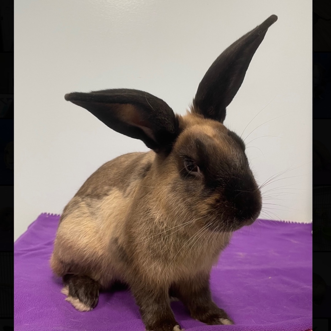 Harvey **Adoption Pending!**, Adoptable, Adult Male American Sable & American.