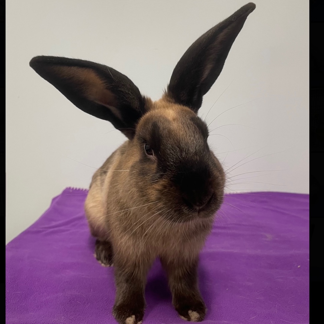 Harvey  **Adoption Pending!**