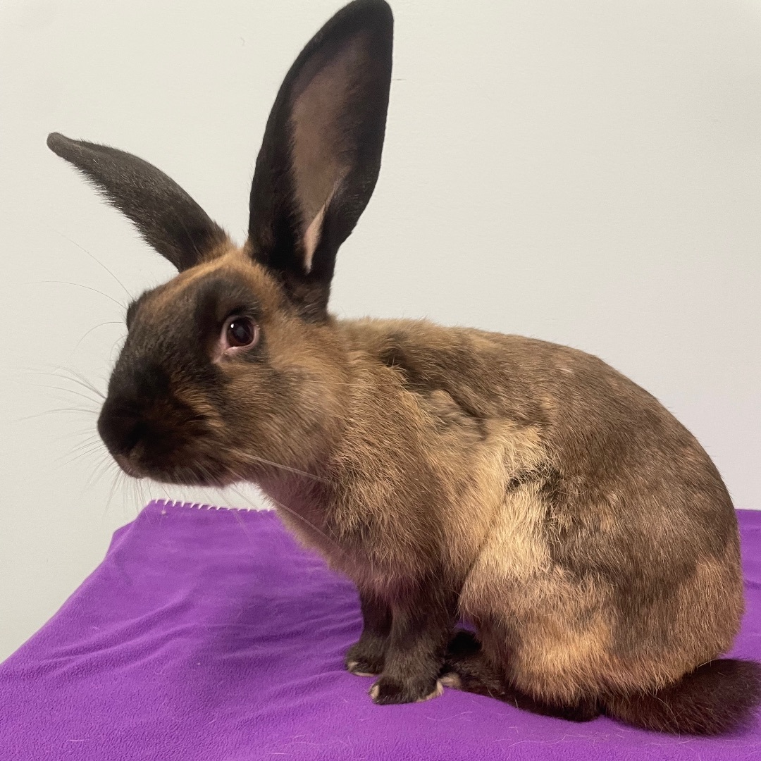 Harvey  **Adoption Pending!**