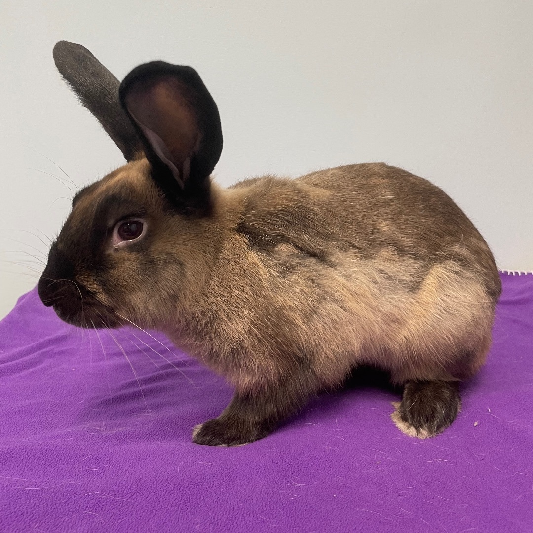 Harvey  **Adoption Pending!**