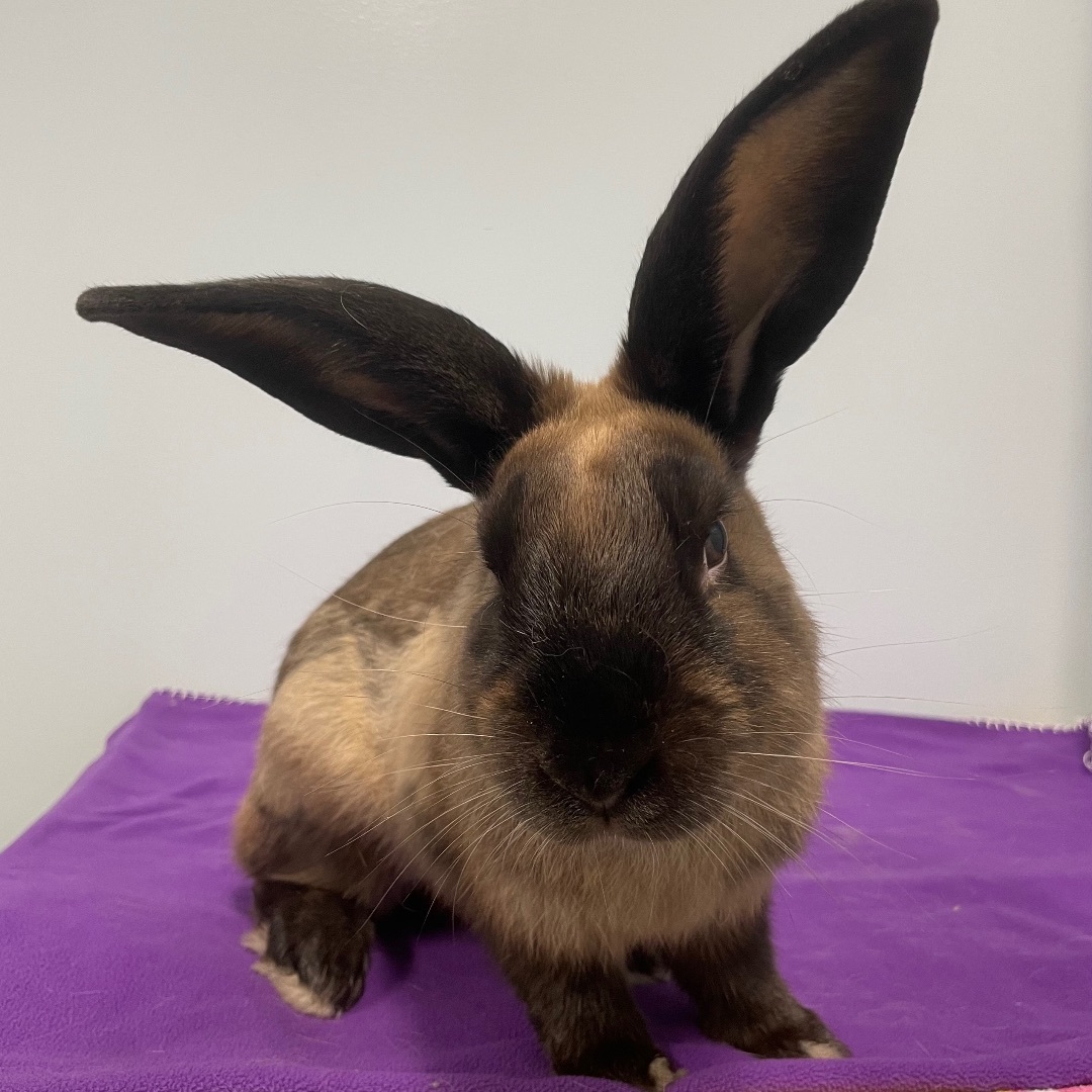 Harvey  **Adoption Pending!**