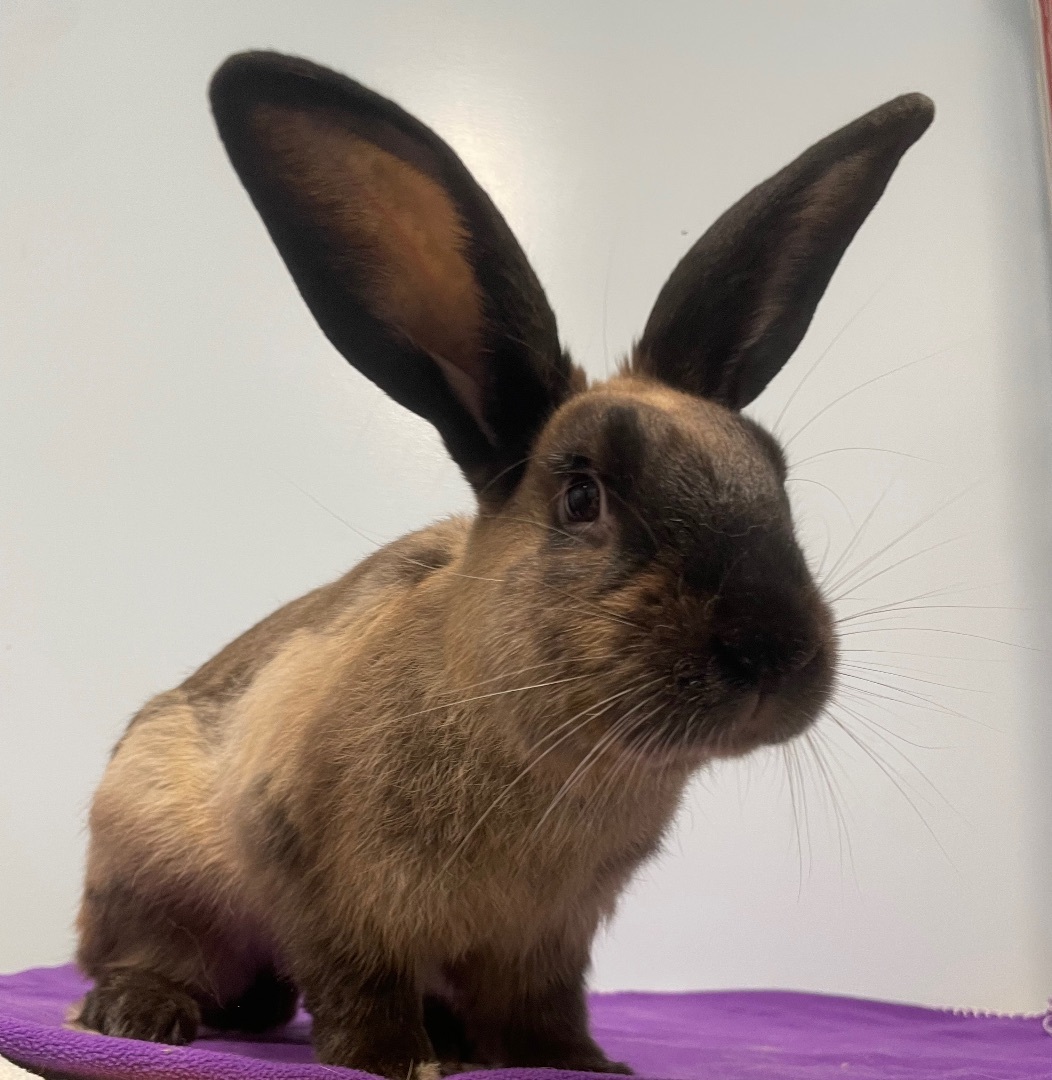 Harvey **Adoption Pending!**, a Adoptable mixed breed in Edgewood, MD image 6/6