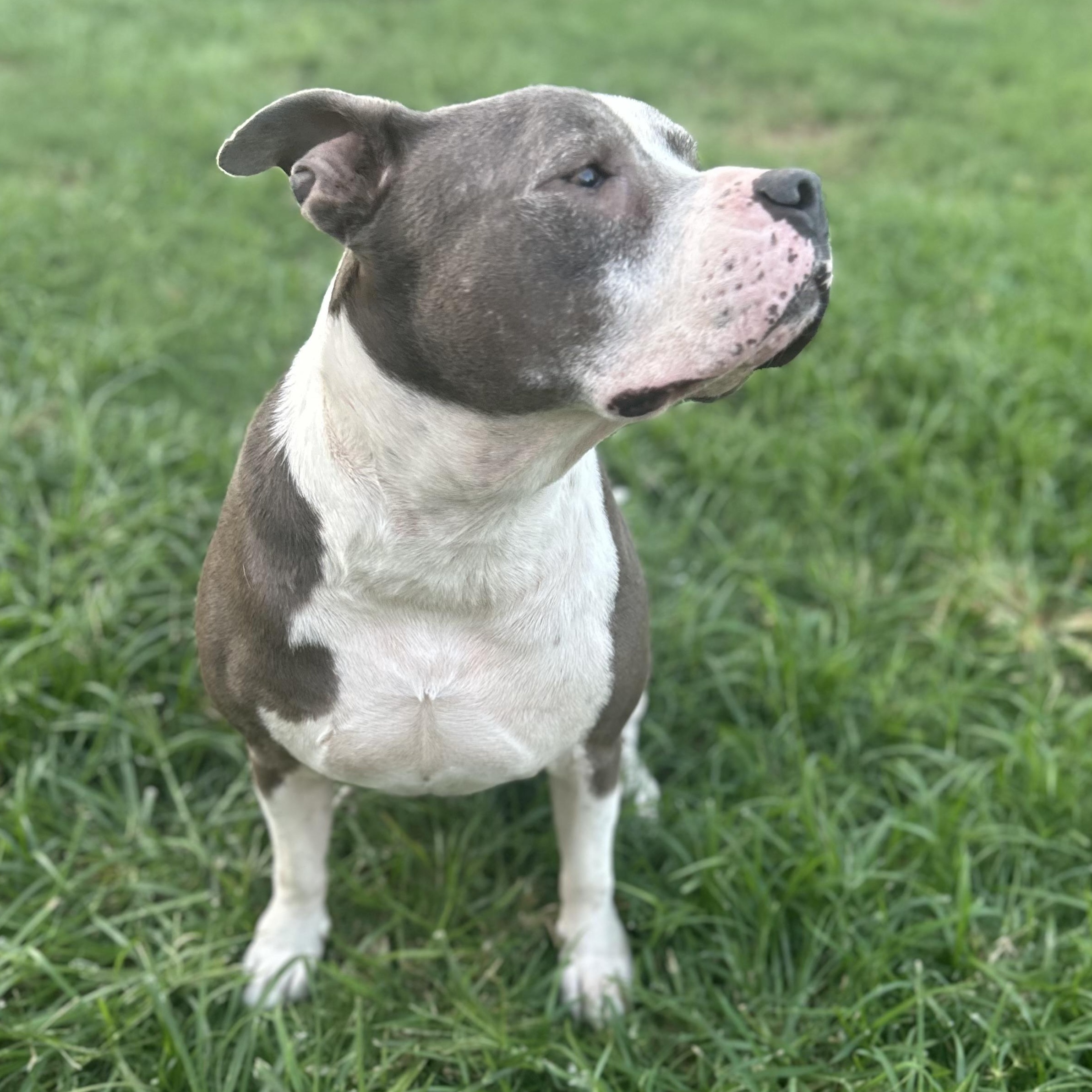 Hank — thumbnail 5