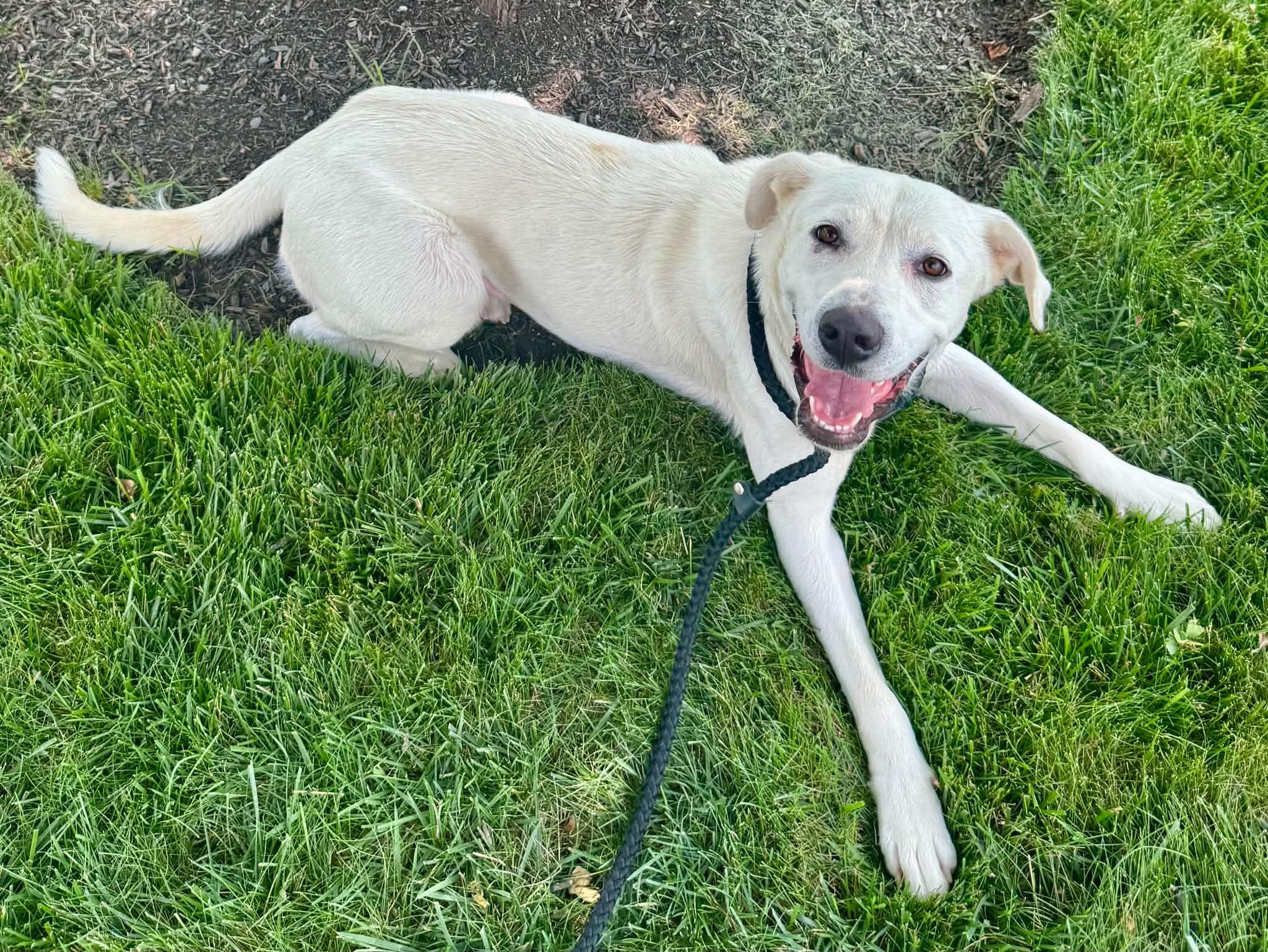 Enlarge Snow, a Adoptable mixed breed in Brattleboro, VT image 3/4