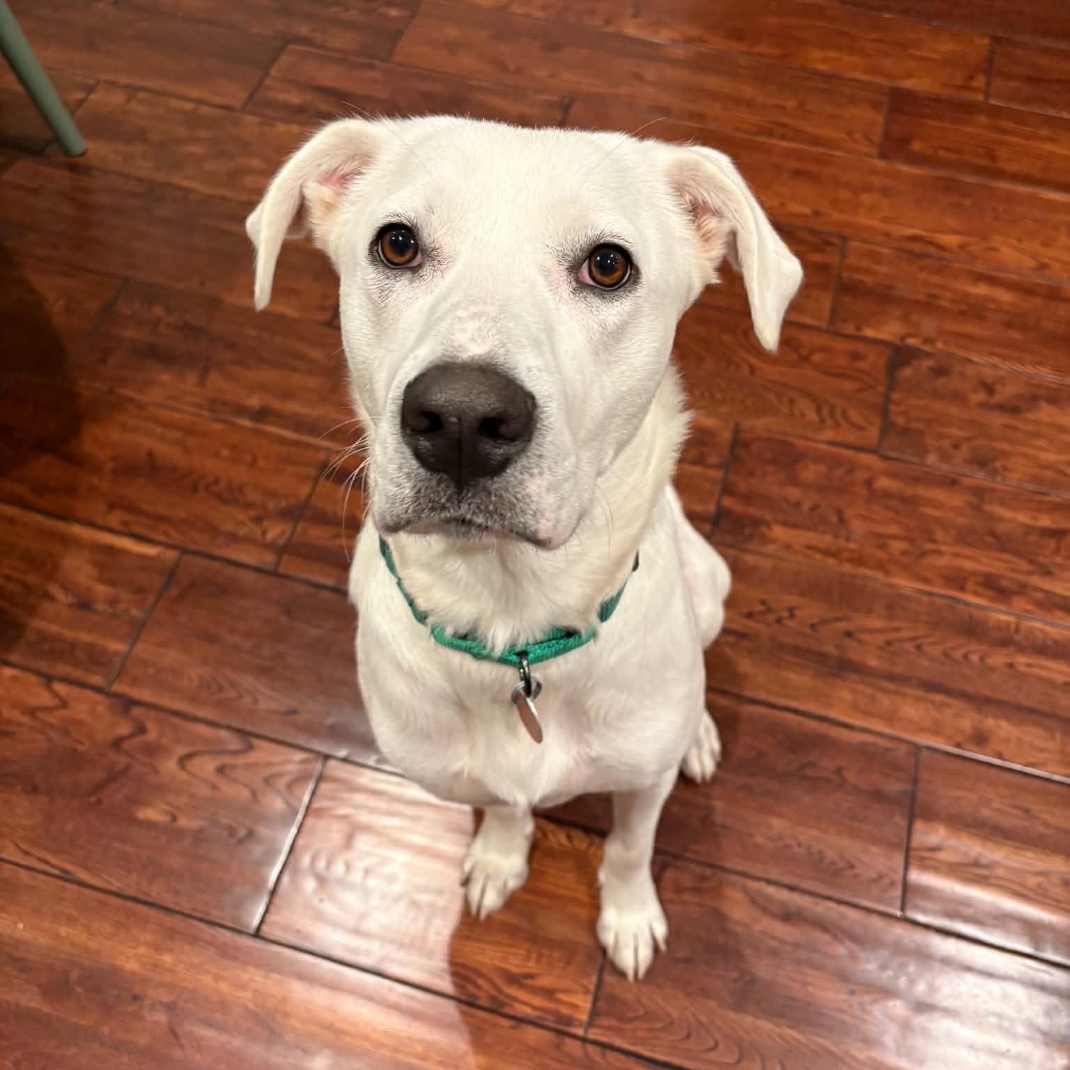 Snow, Adoptable, Young Female Labrador Retriever.