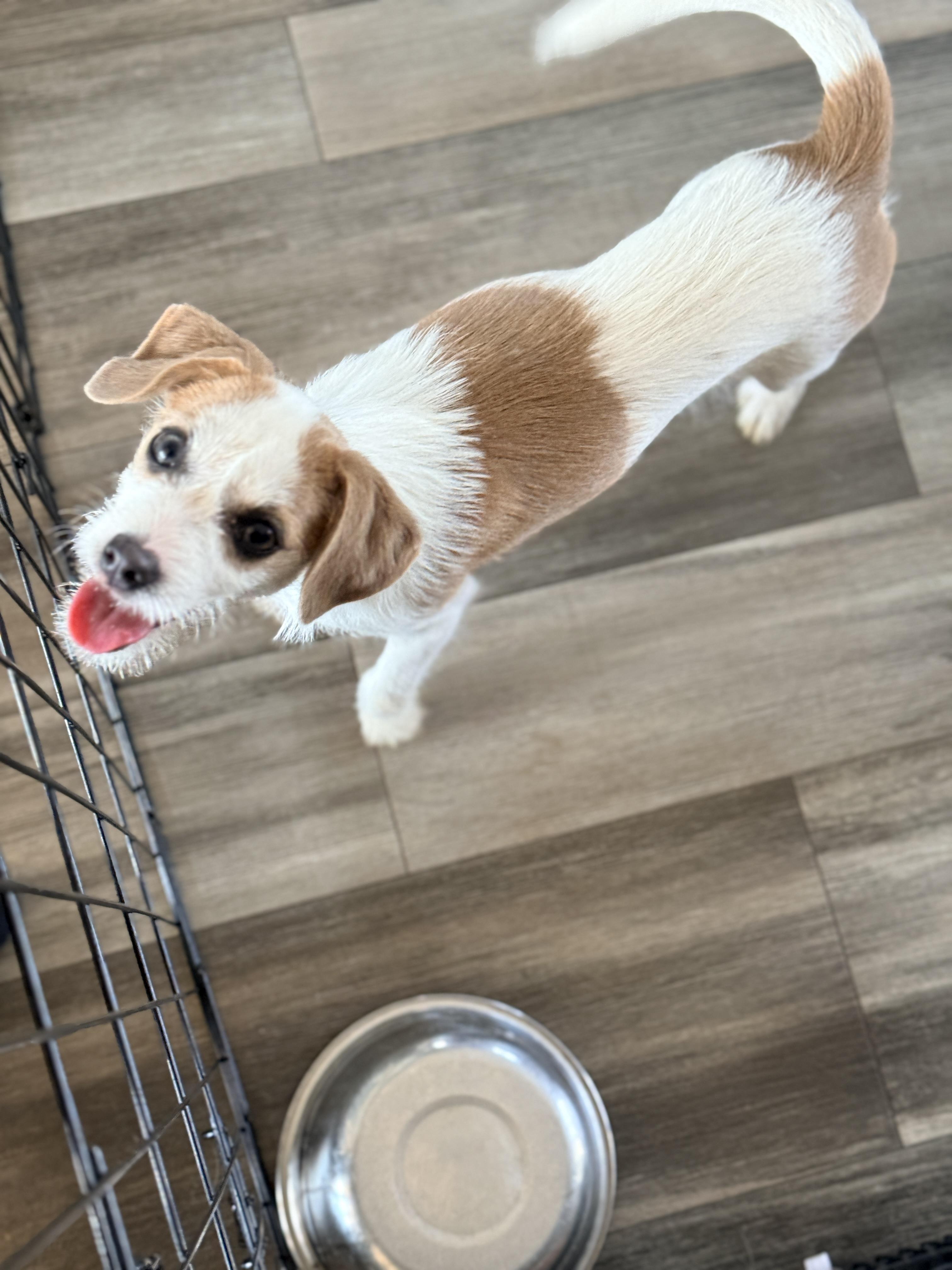 Enlarge Denim , an adopted mixed breed in Columbia, MD image 4/6