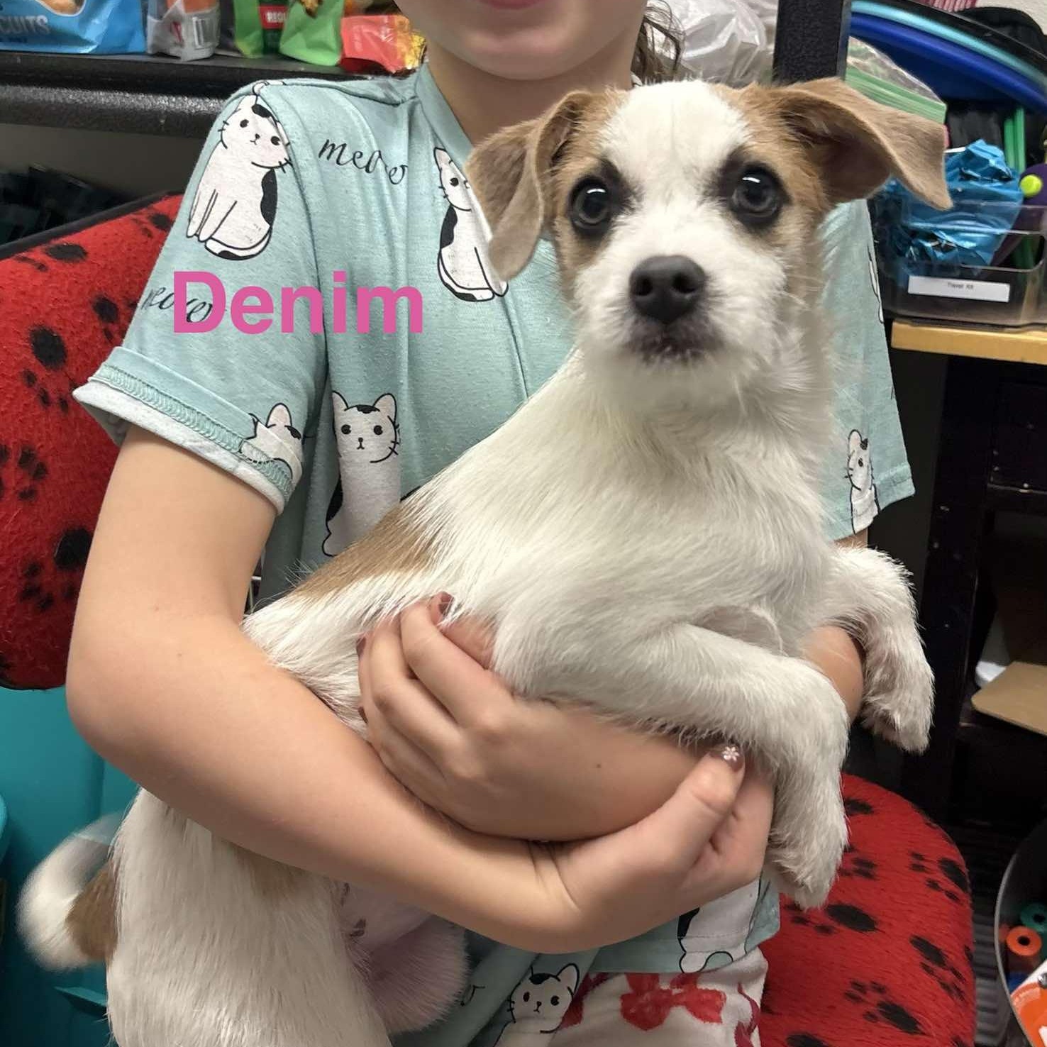 Enlarge Denim , an adopted mixed breed in Columbia, MD image 3/6