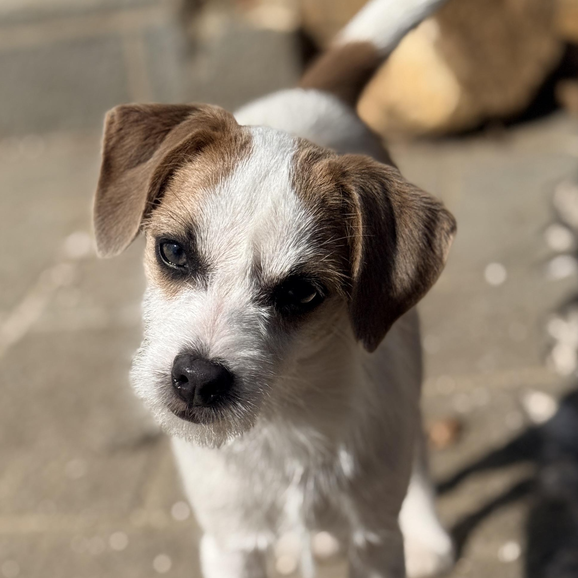 Denim , adopted, Puppy Female Jack Russell Terrier.