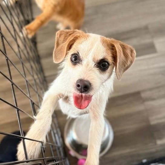 Enlarge Denim , an adopted mixed breed in Columbia, MD image 2/6