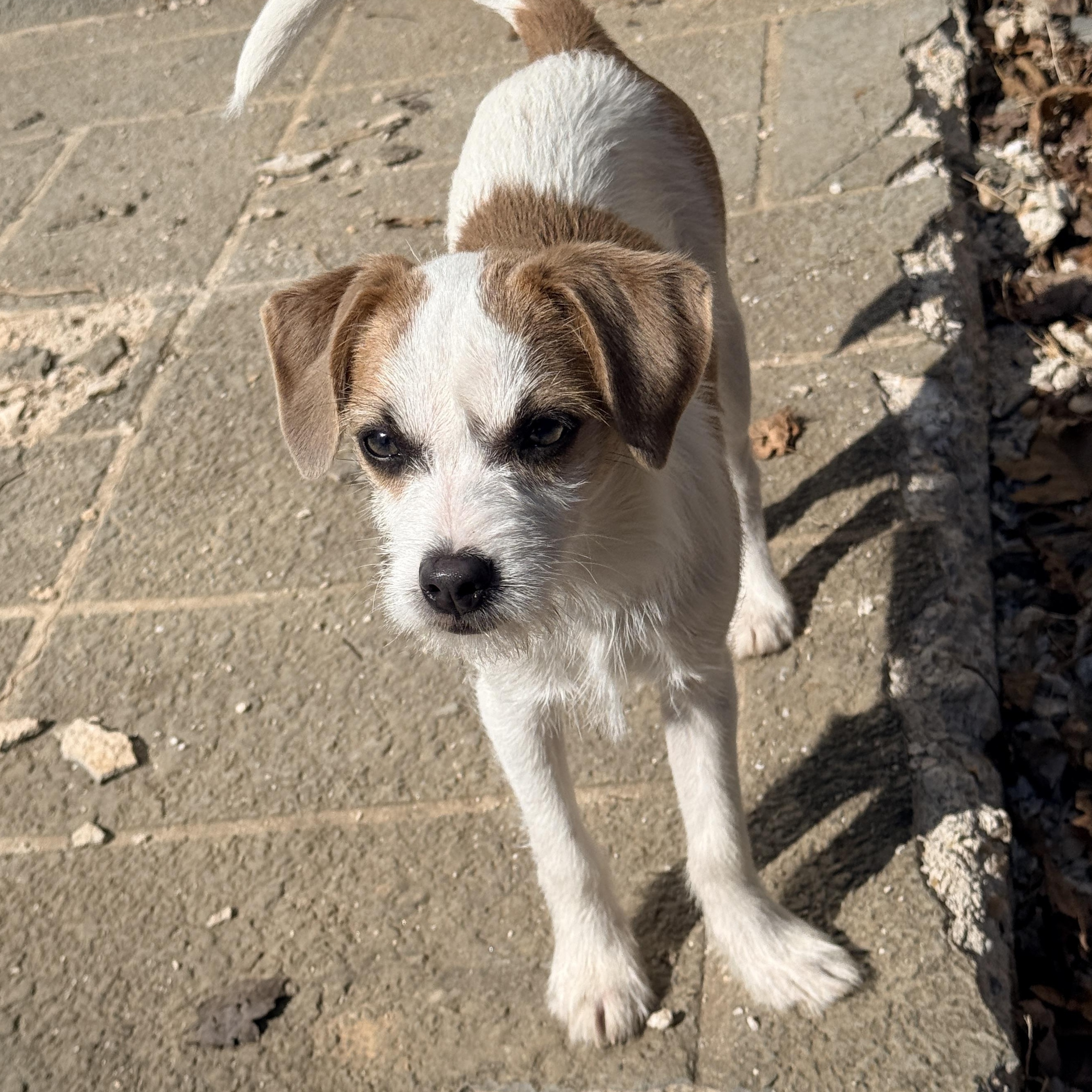 Enlarge Denim , an adopted mixed breed in Columbia, MD image 6/6