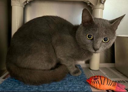 Enlarge Ronnie Boy, a Adoptable Domestic Short Hair in Sullivan, IN image 1/1
