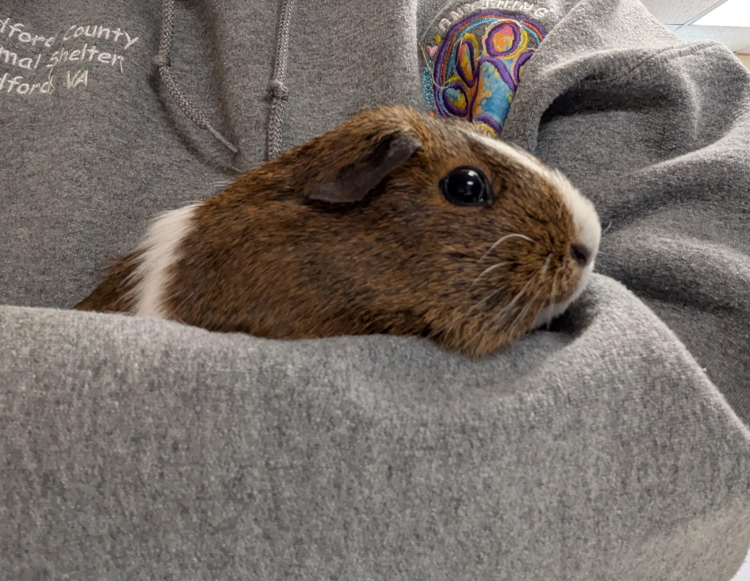 Juliet, adopted, Adult Female Guinea Pig.