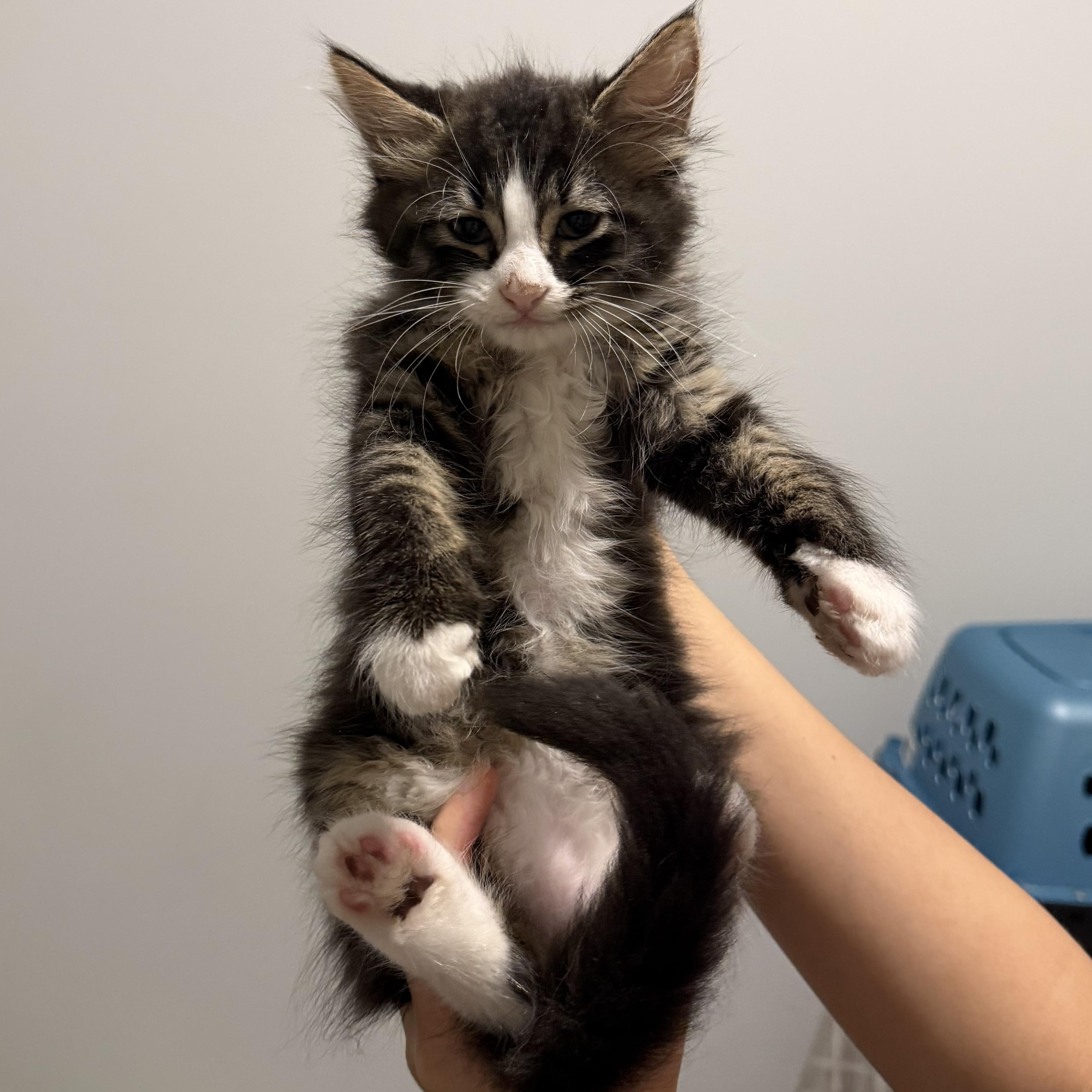 Shaggy, an adopted Domestic Long Hair in Beaufort, SC image 3/5