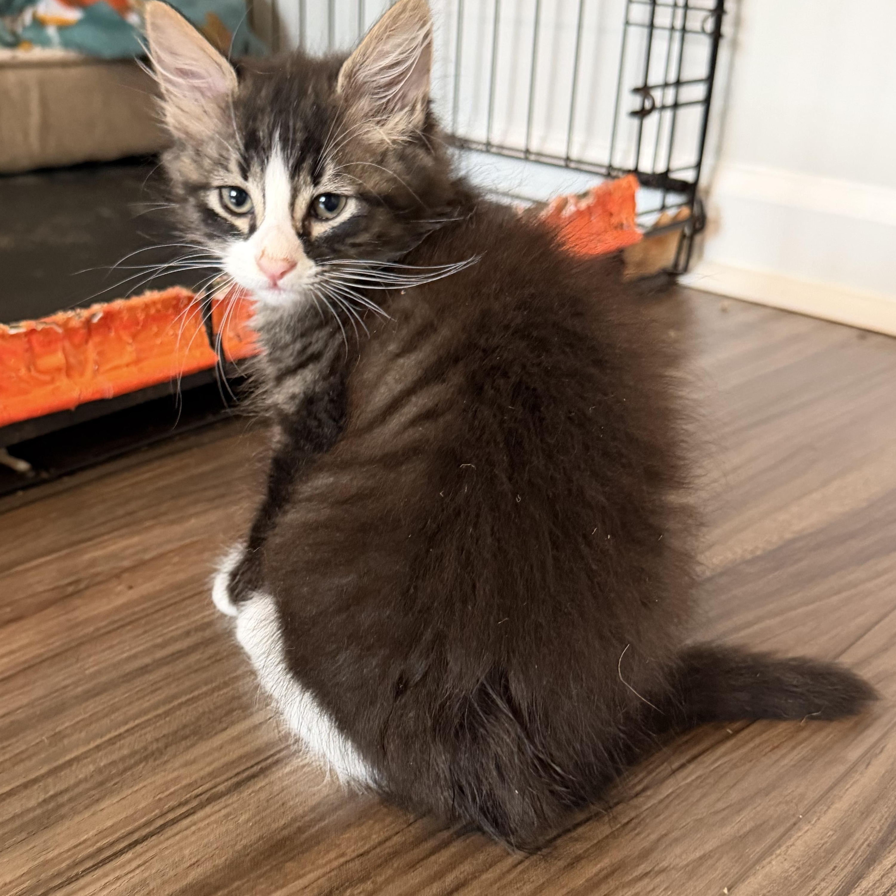 Shaggy, adopted, Kitten Male Domestic Long Hair.