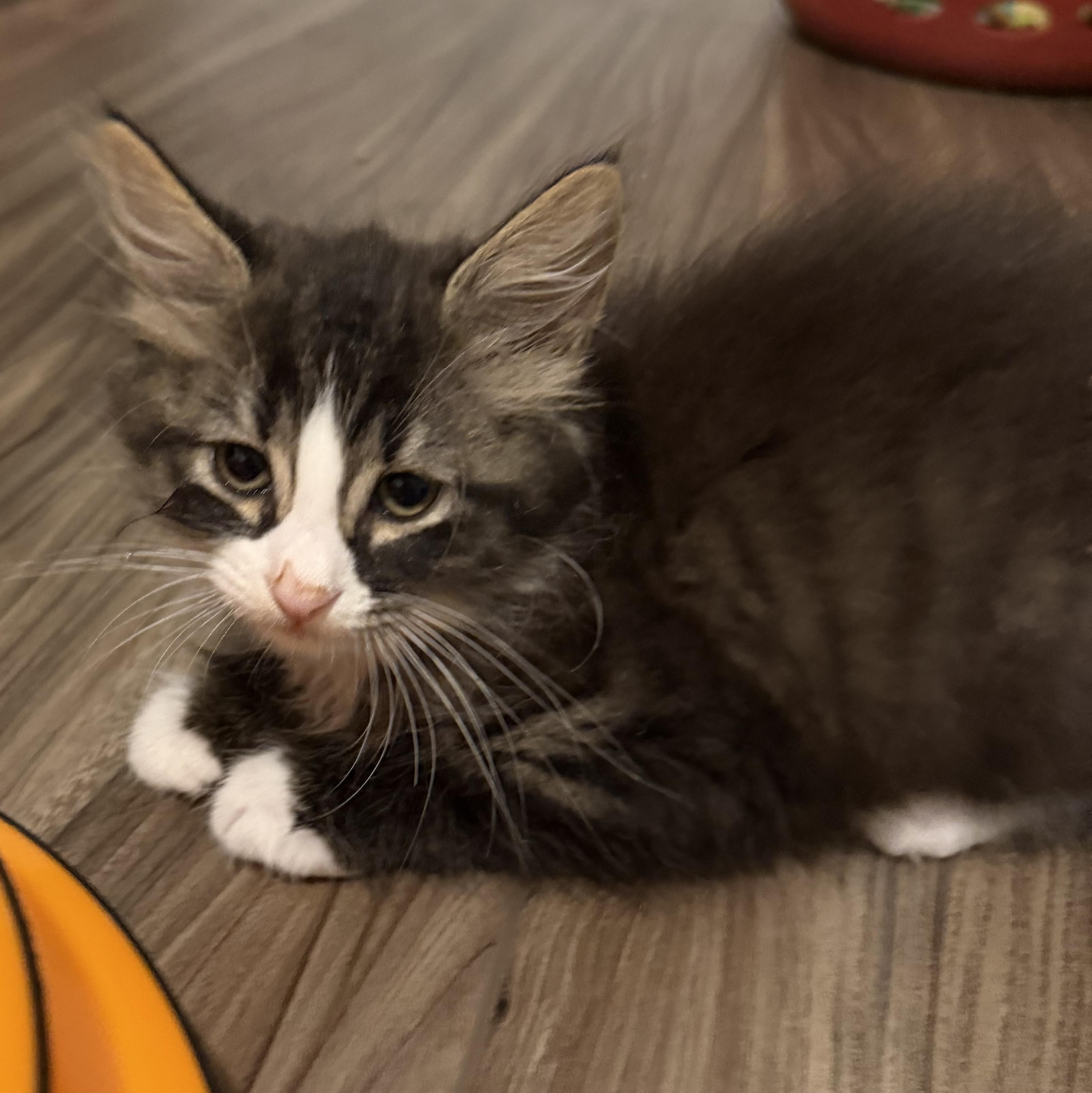 Shaggy, an adopted Domestic Long Hair in Beaufort, SC image 2/5