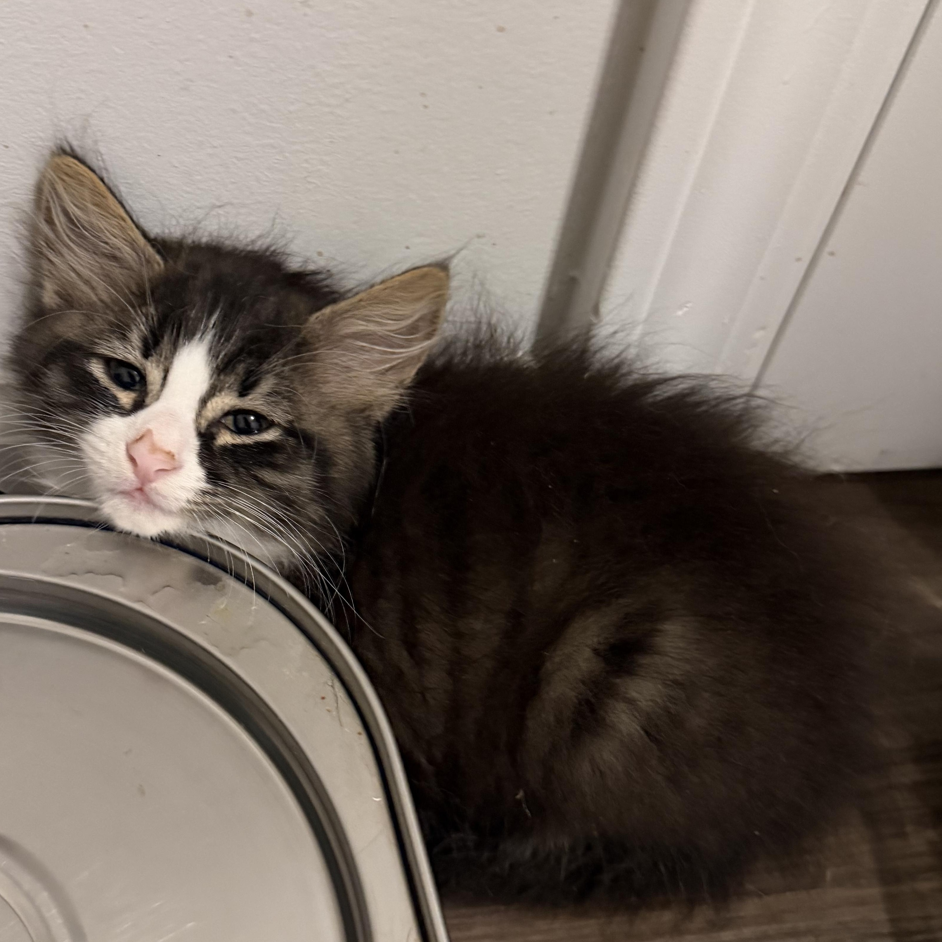 Shaggy, an adopted Domestic Long Hair in Beaufort, SC image 4/5