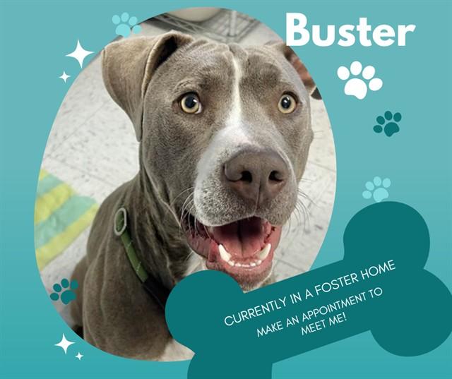 BUSTER, Adoptable, Young Male Pit Bull Terrier & Mixed Breed.