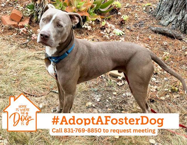 BUSTER, Adoptable, Young Male Pit Bull Terrier & Mixed Breed.