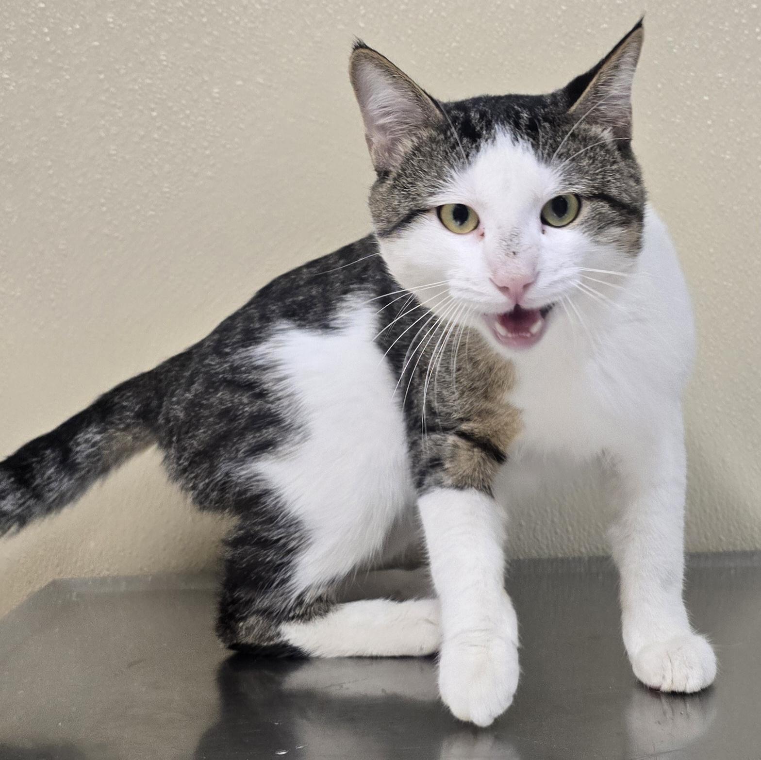 Mason, adoptable, Adult Male Domestic Short Hair & Tabby.