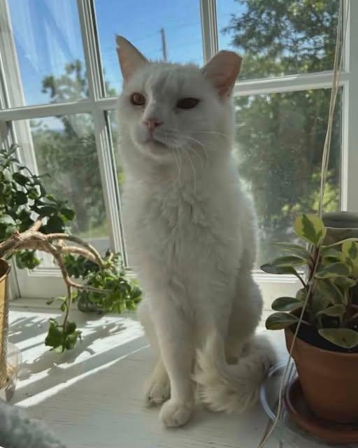 Snowy, Adoptable, Adult Male Domestic Short Hair.