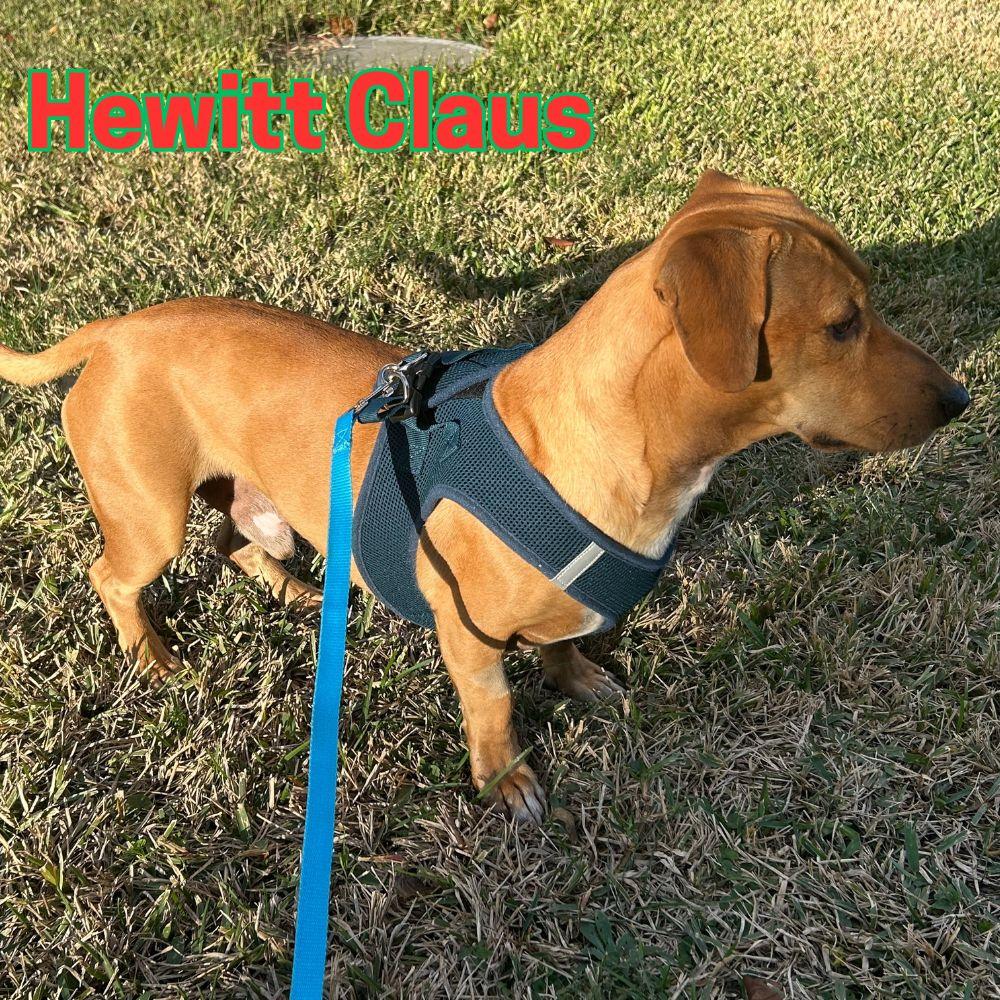 Hewitt Claus, Adoptable, Adult Male Dachshund.