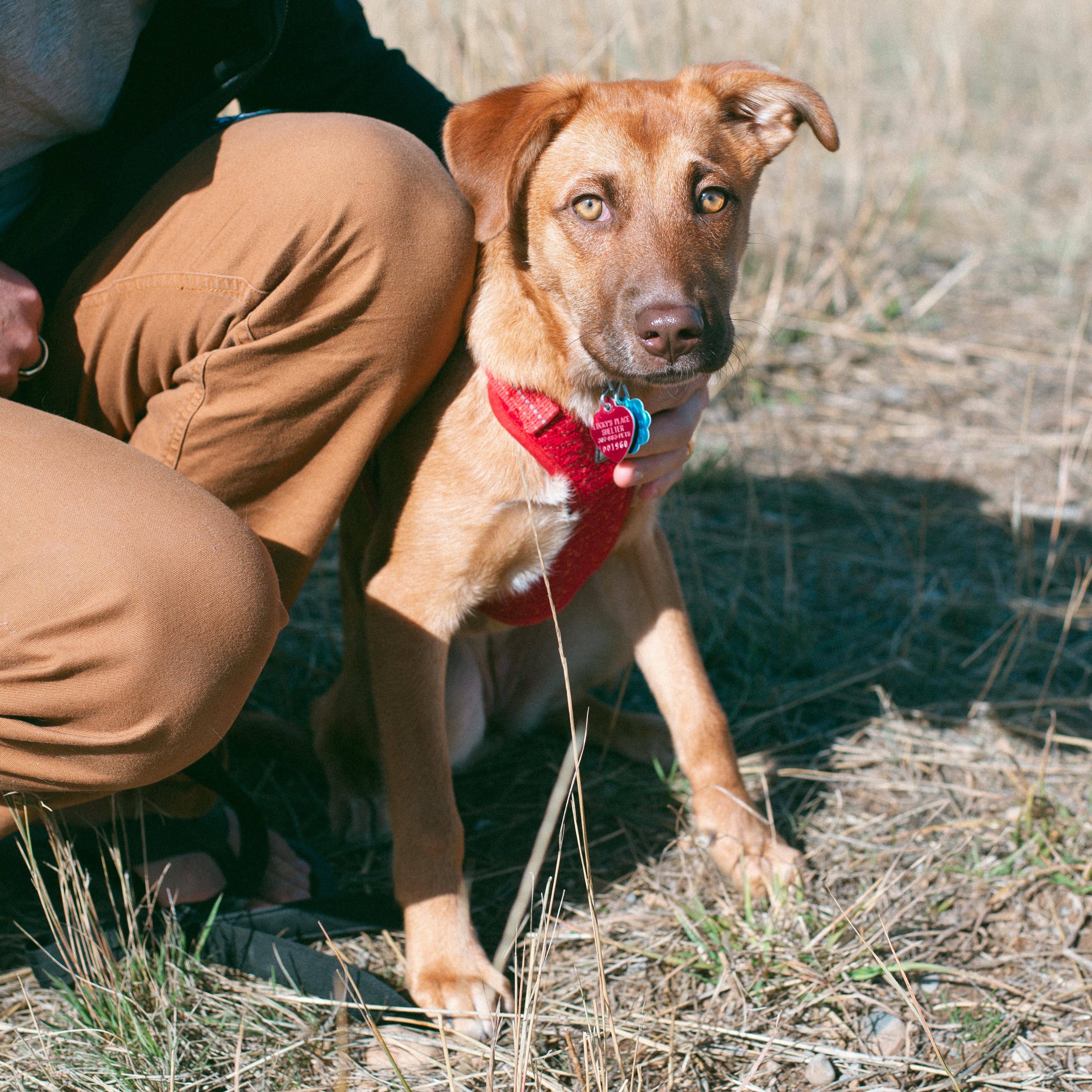 Aspen, Adoptable, Young Female Australian Shepherd.