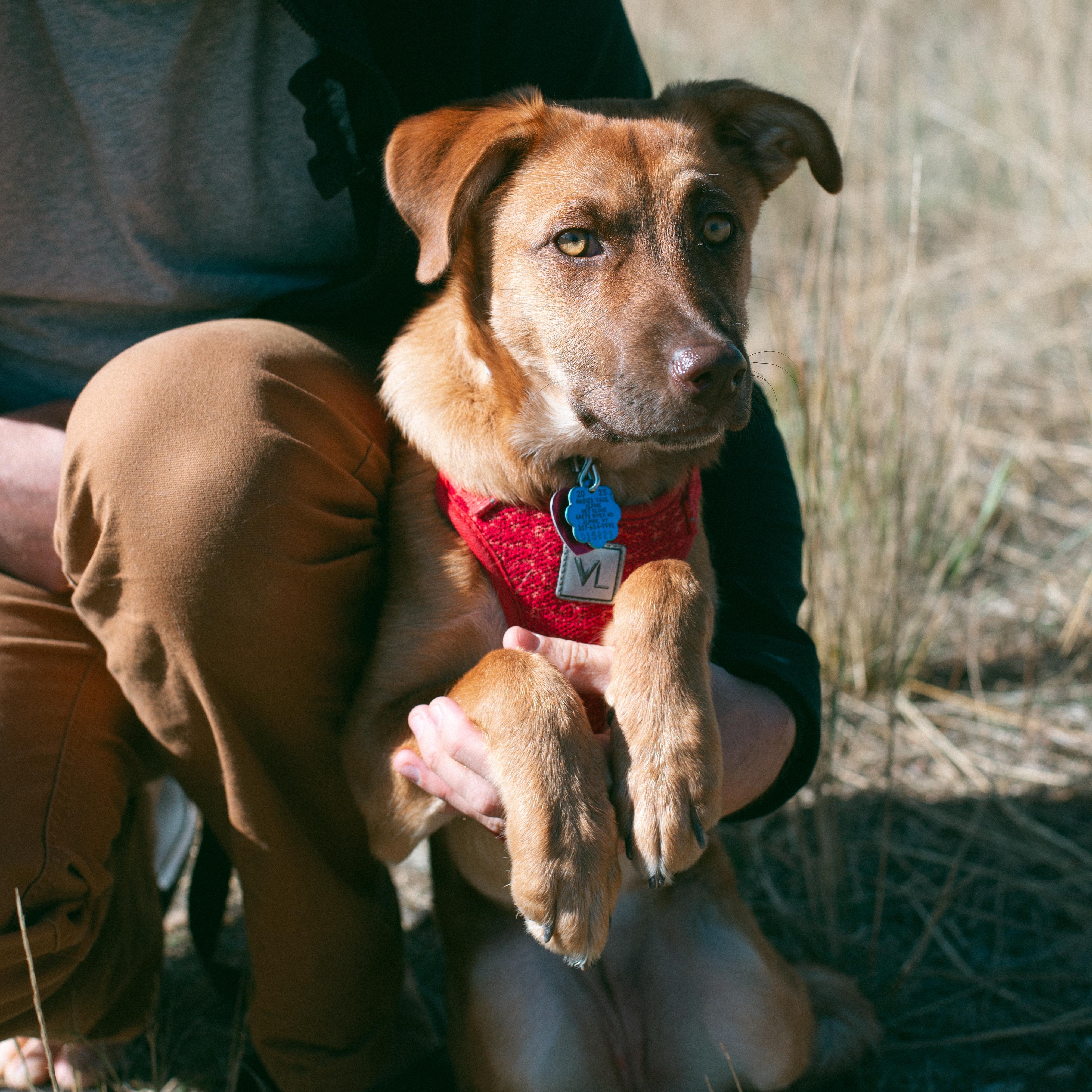 Aspen, a Adoptable mixed breed in Thayne, WY image 4/6