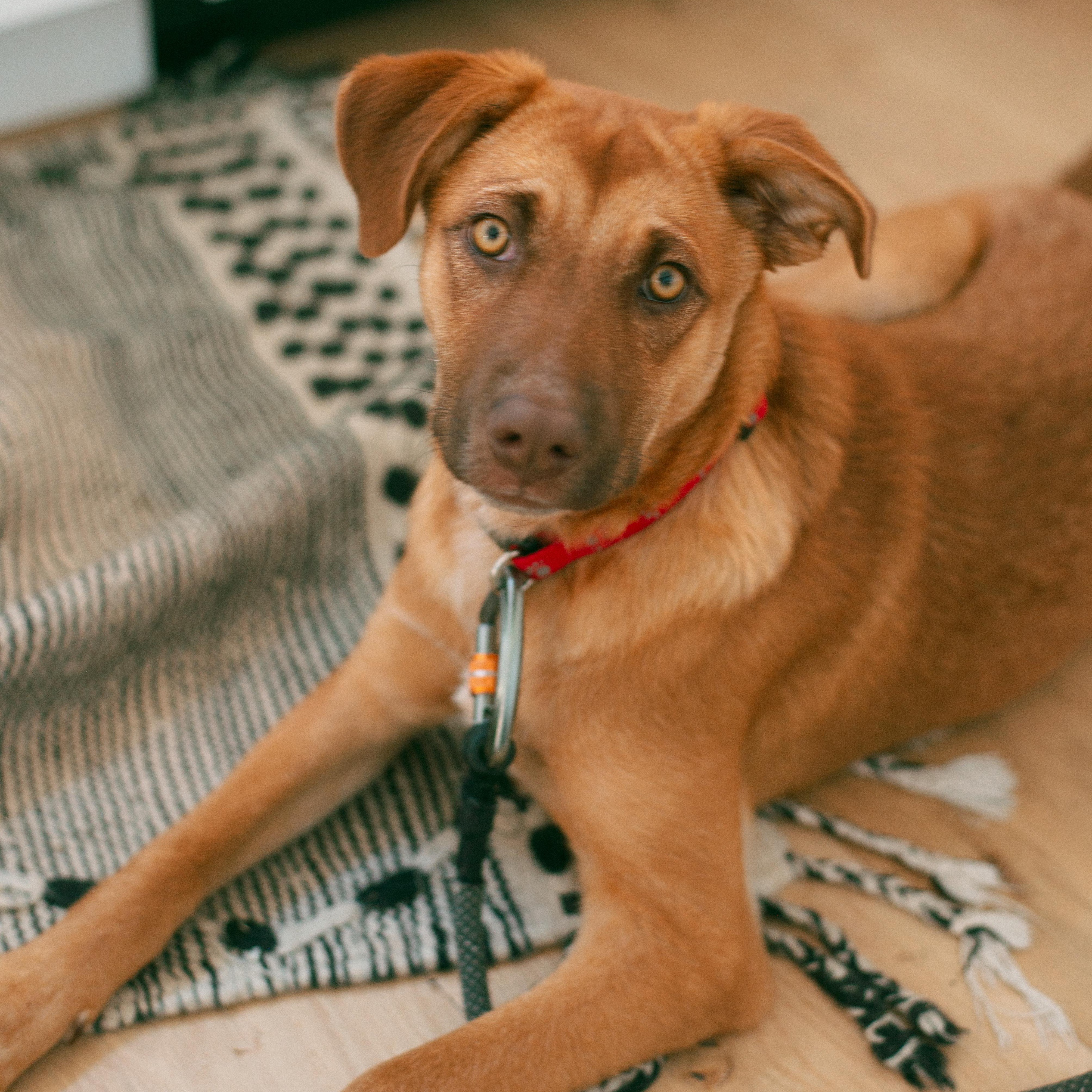 Aspen, a Adoptable mixed breed in Thayne, WY image 1/6