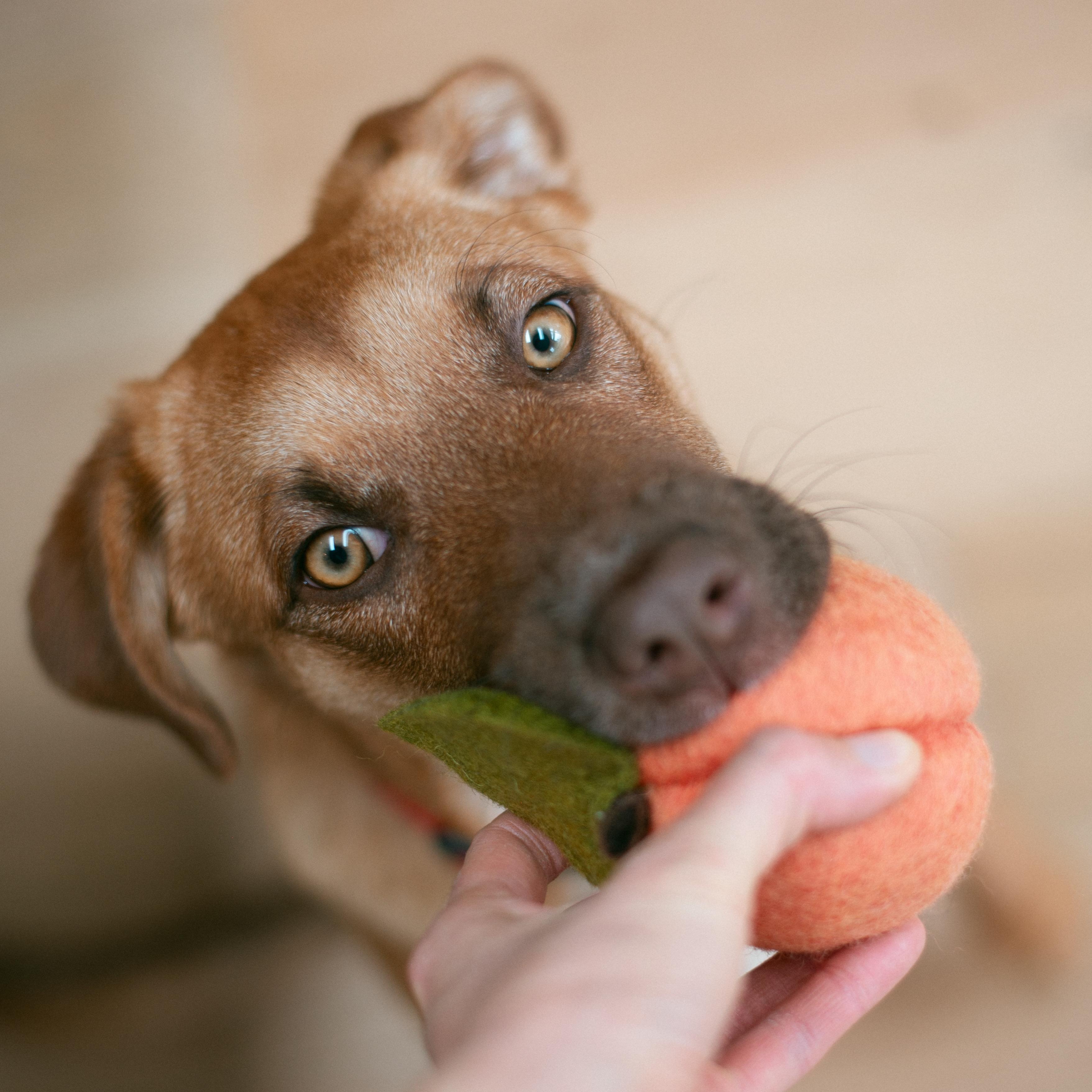 Aspen, a Adoptable mixed breed in Thayne, WY image 2/6