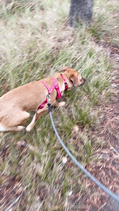 Enlarge Aspen, a Adoptable mixed breed in Thayne, WY video 5/6