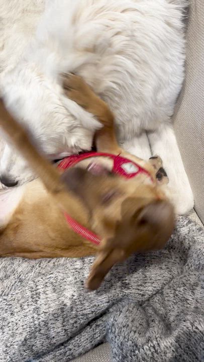 Enlarge Aspen, a Adoptable mixed breed in Thayne, WY video 6/6