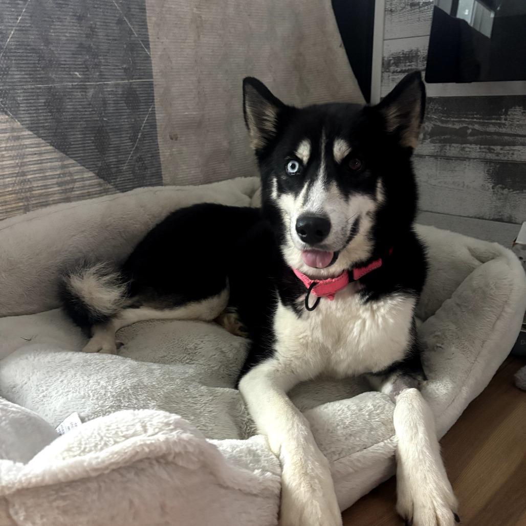 Ka'lea, Adoptable, Adult Female Husky.